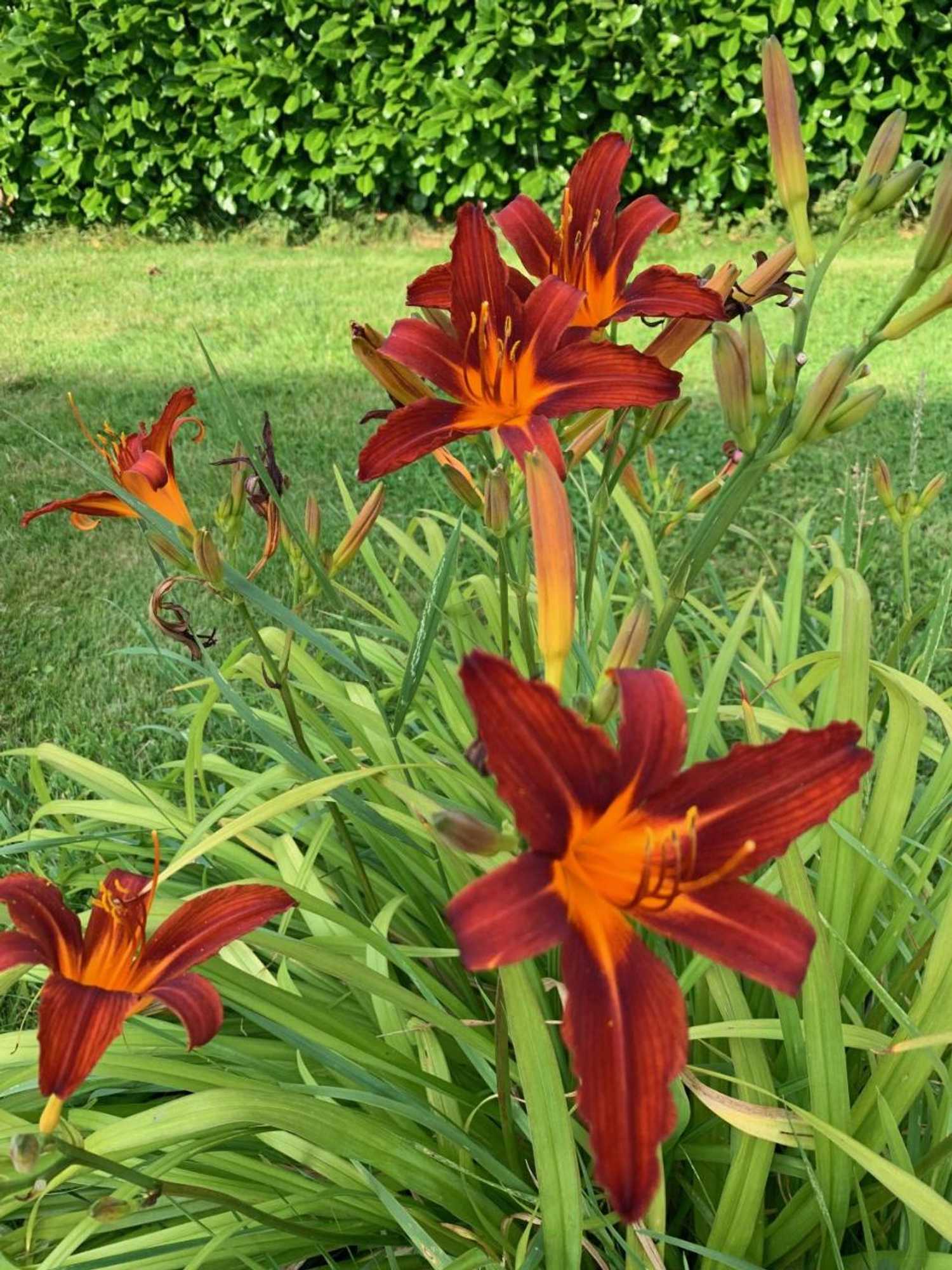 Gift card for Apartments Mester