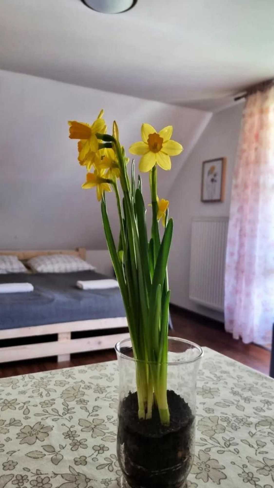 Gift card for Dach Pod Sową
