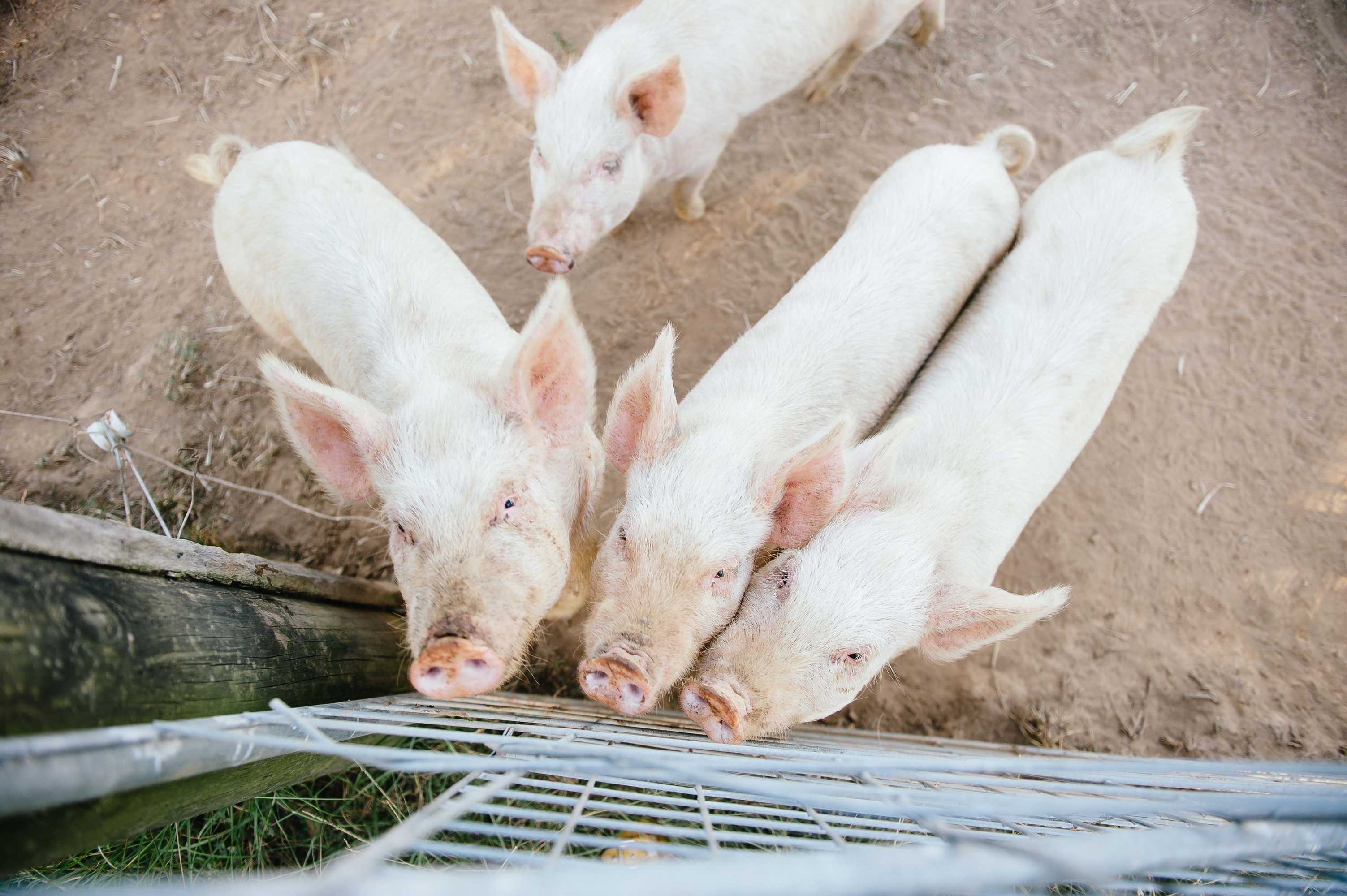 Gift card for Blackwattle Farm B&b And Farm Stay