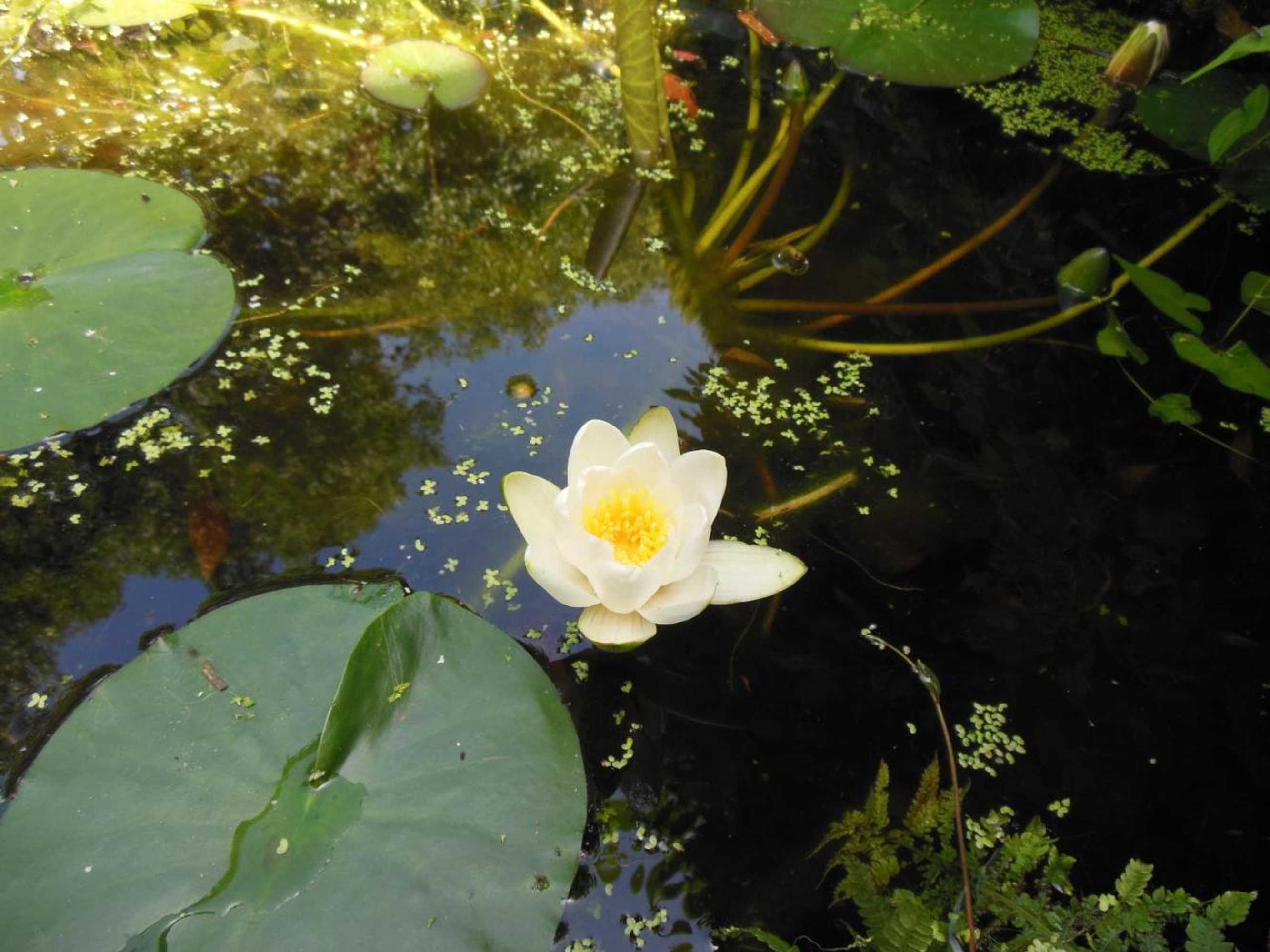 Gift card for B&b Landgoed Sonneborghe