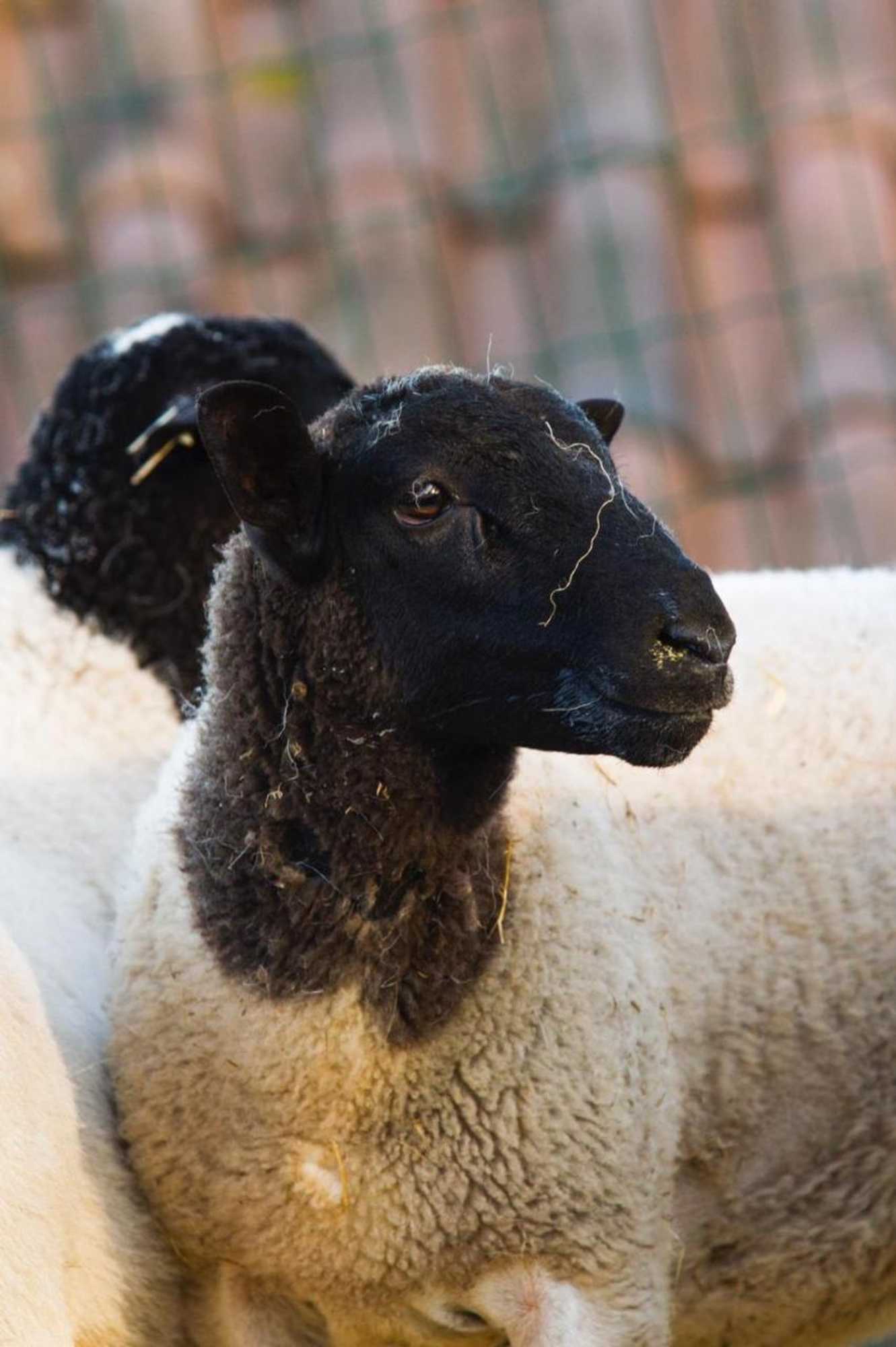 Gift card for Quintinha da Charneca