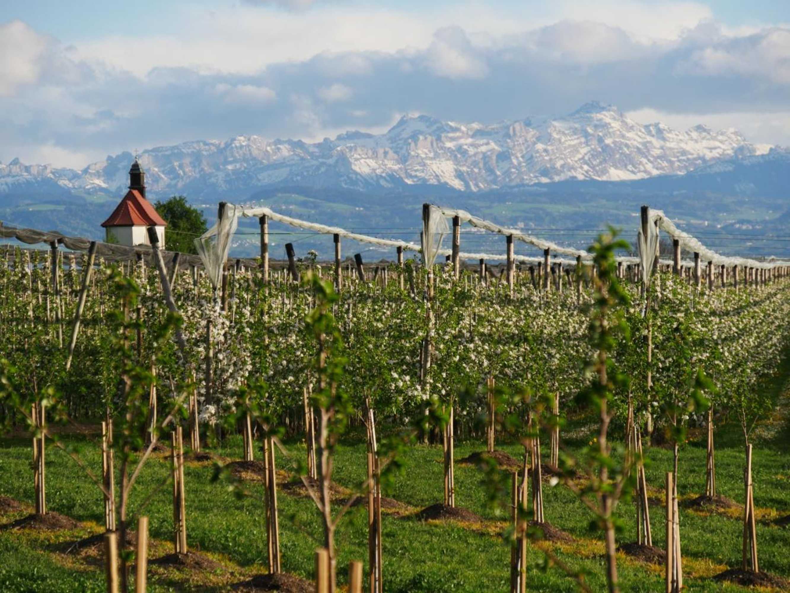 Gift card for Höhlerhof