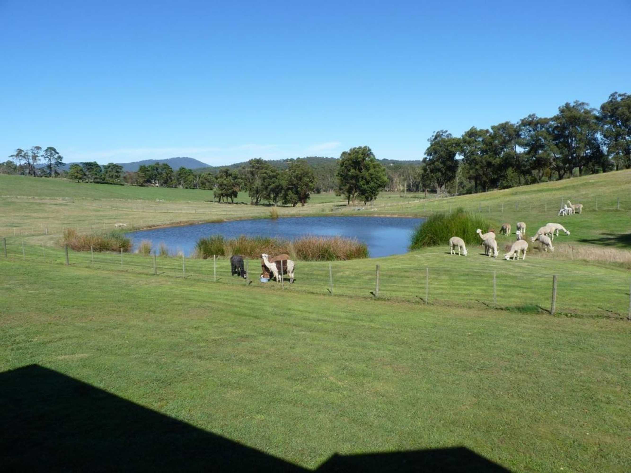 Gift card for Raynella Alpaca Farmstay