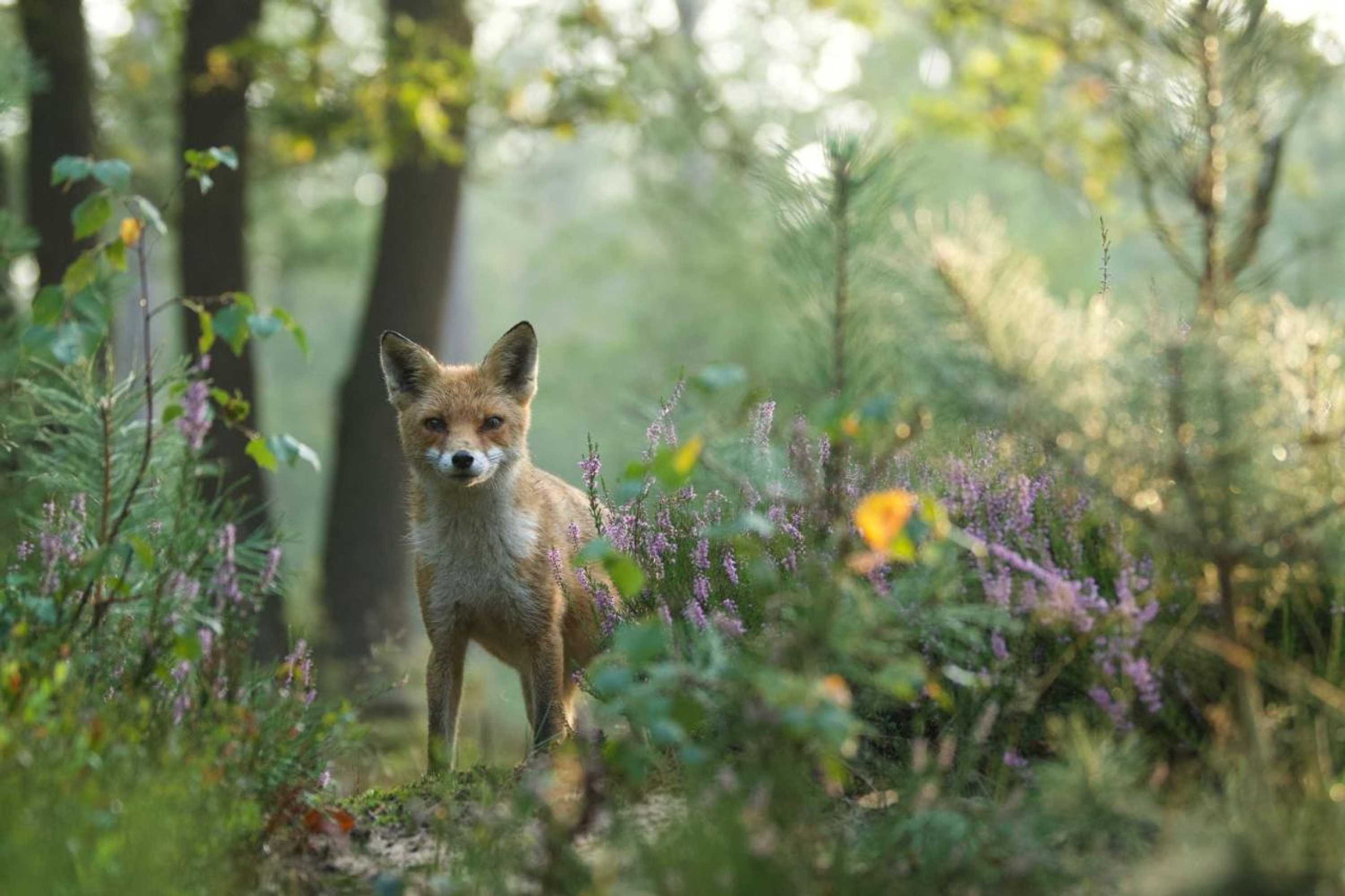Gift card for Witte Berken Natuurhotel