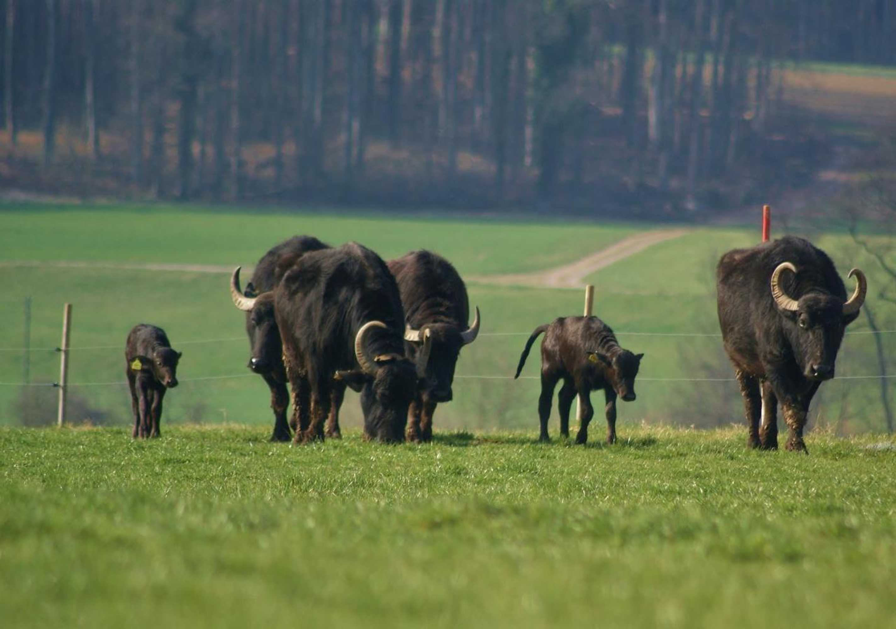 Gift card for Bolderhof