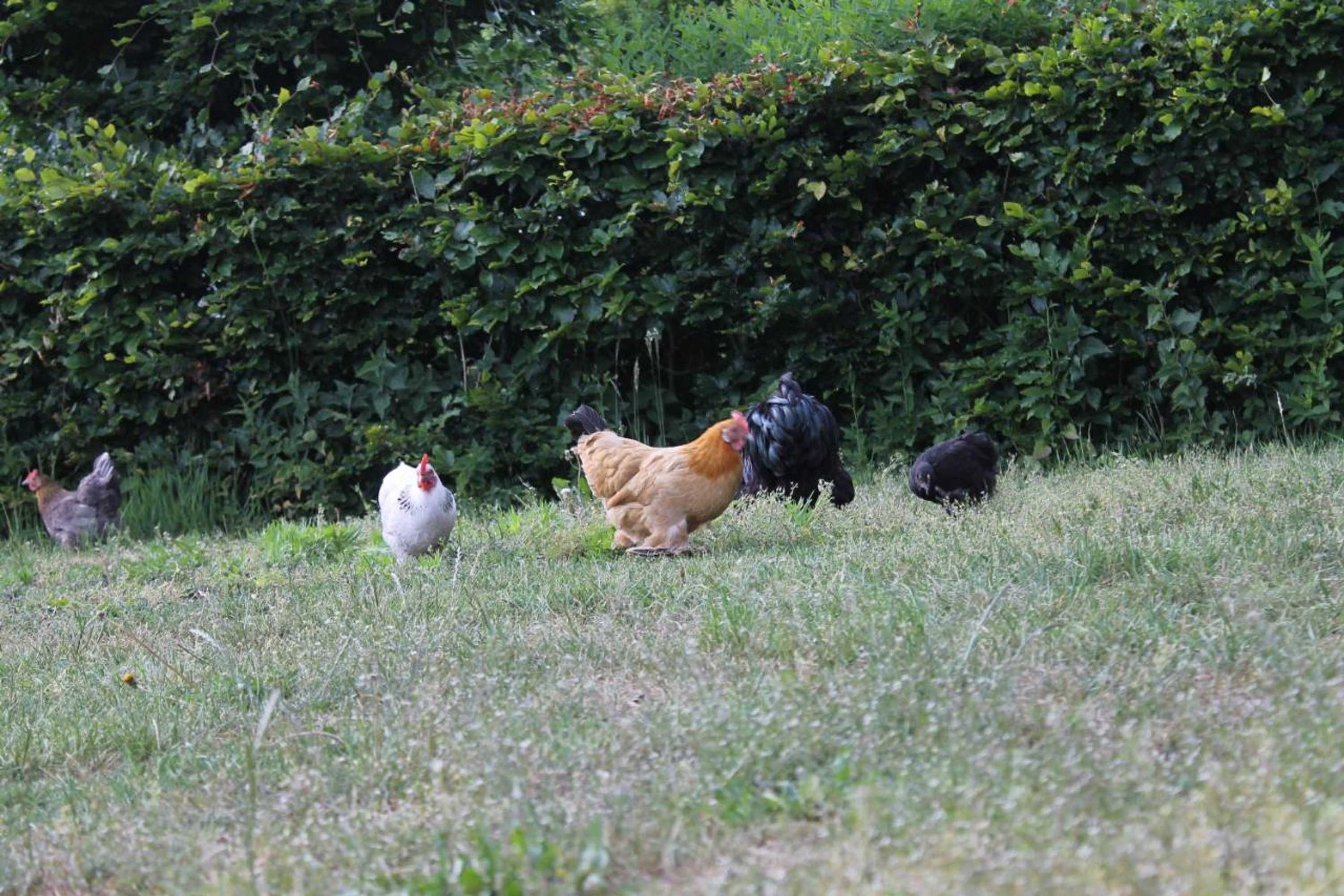 Gift card for Hoeve Op Vollenhof