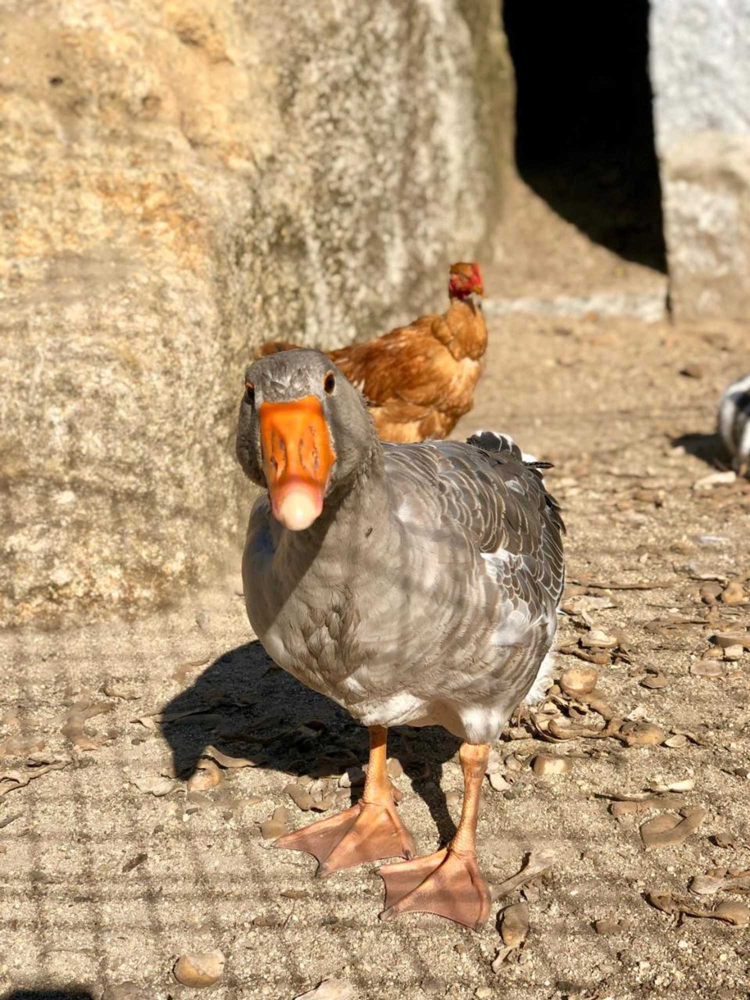 Gift card for Casa da Quinta da Prelada Simão