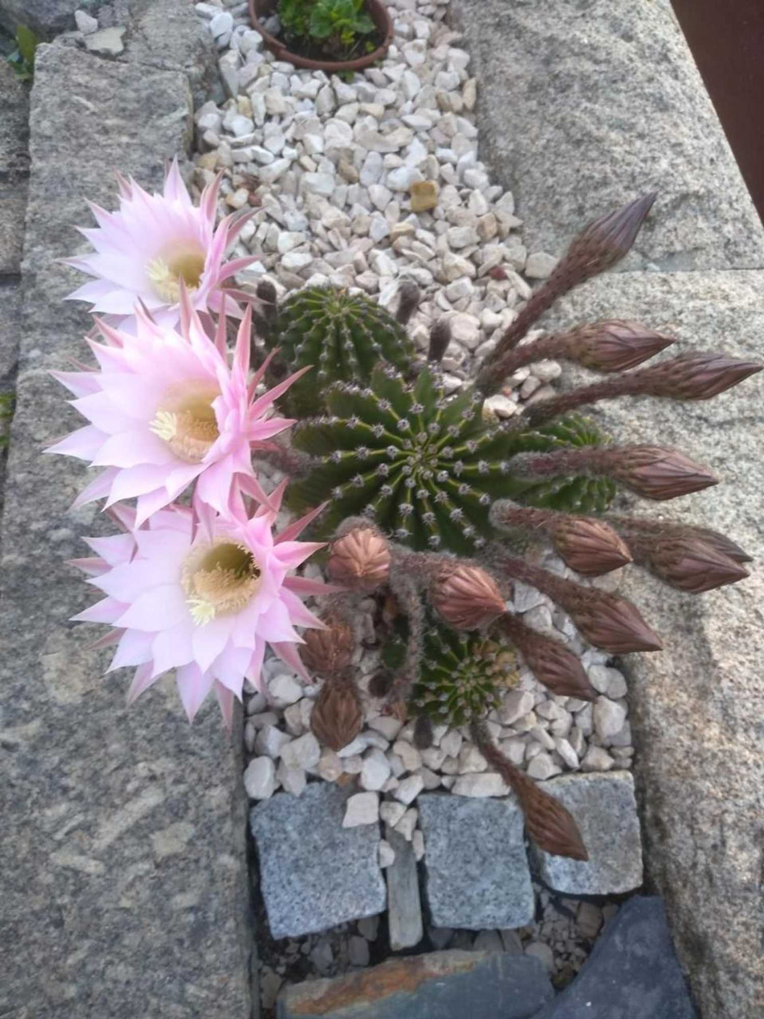 Gift card for Canastro Country House