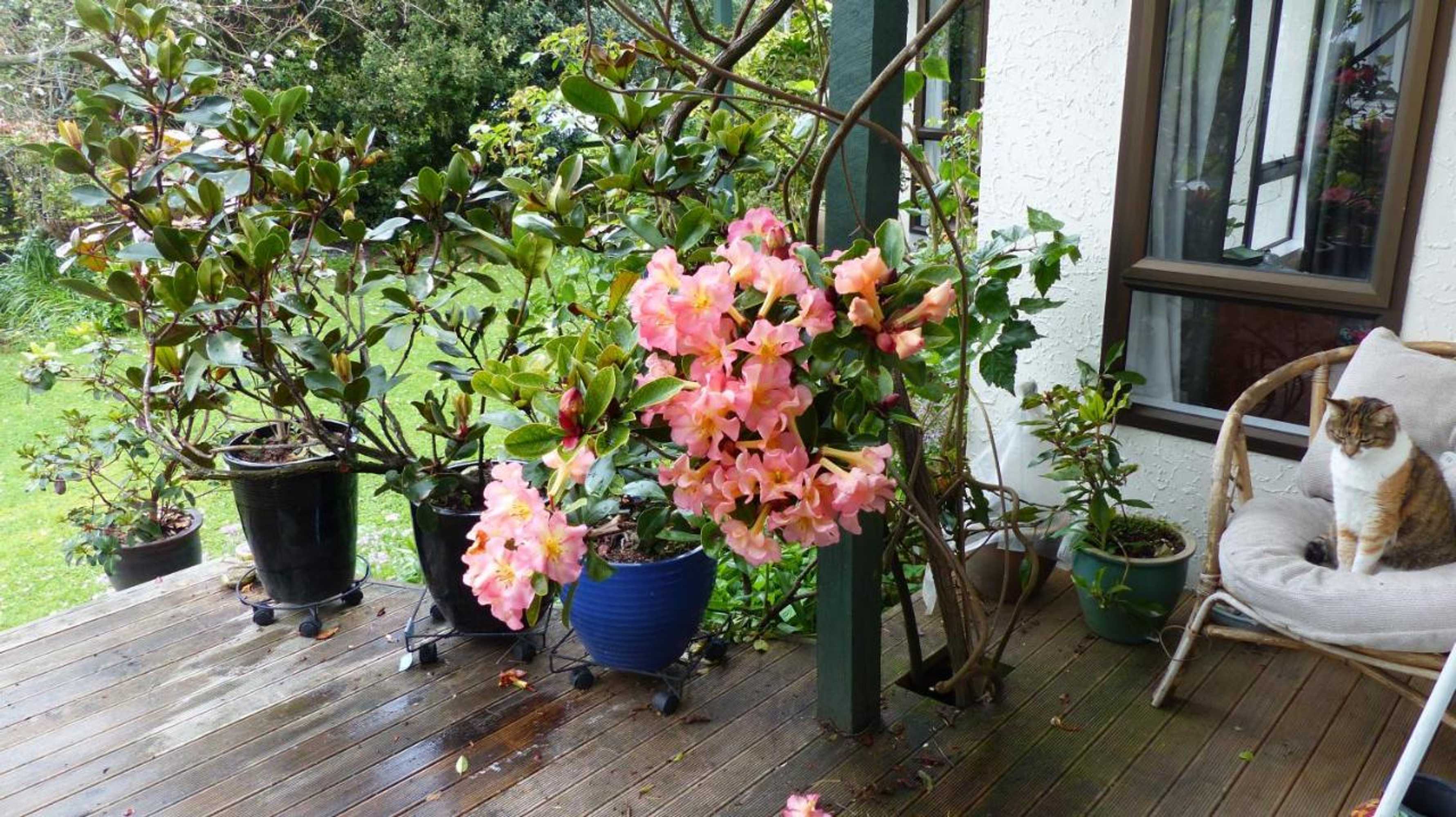 Gift card for Ashcroft Gardens Bed & Breakfast