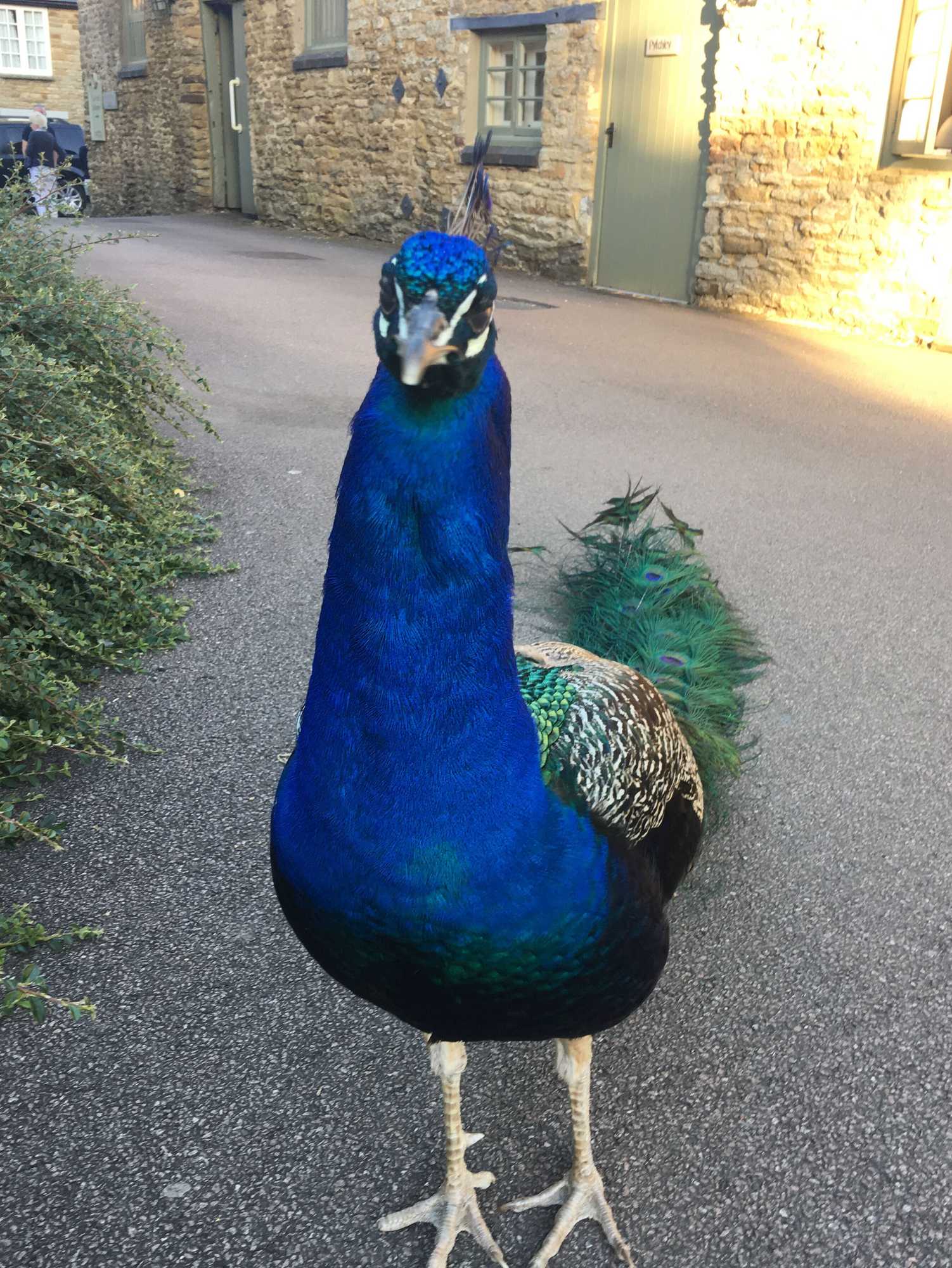 Gift card for Garden Barn