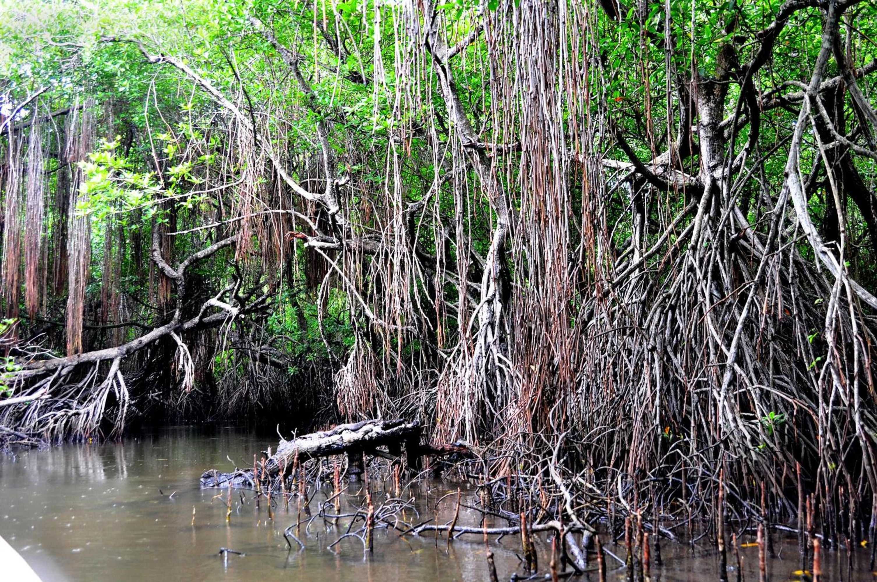 Gift card for Okvin River Villa