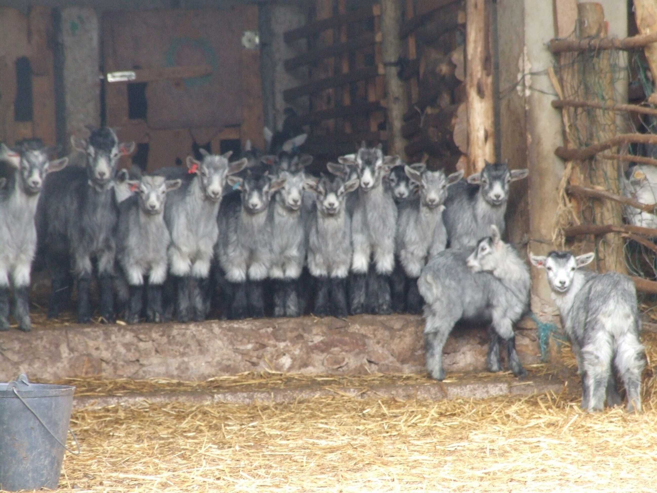 Gift card for Vumba - House of The Lizard