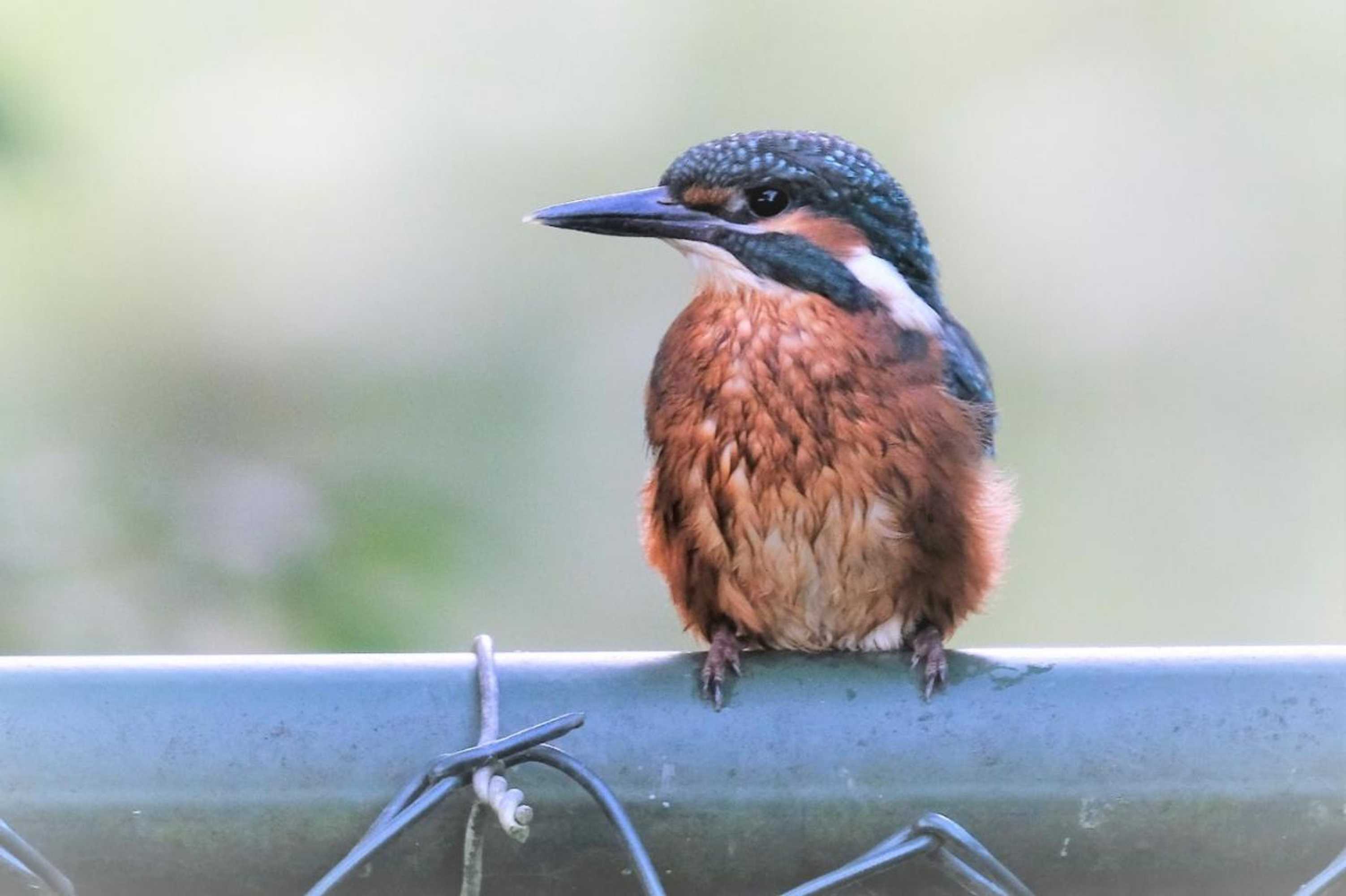 Gift card for B&b de Linge