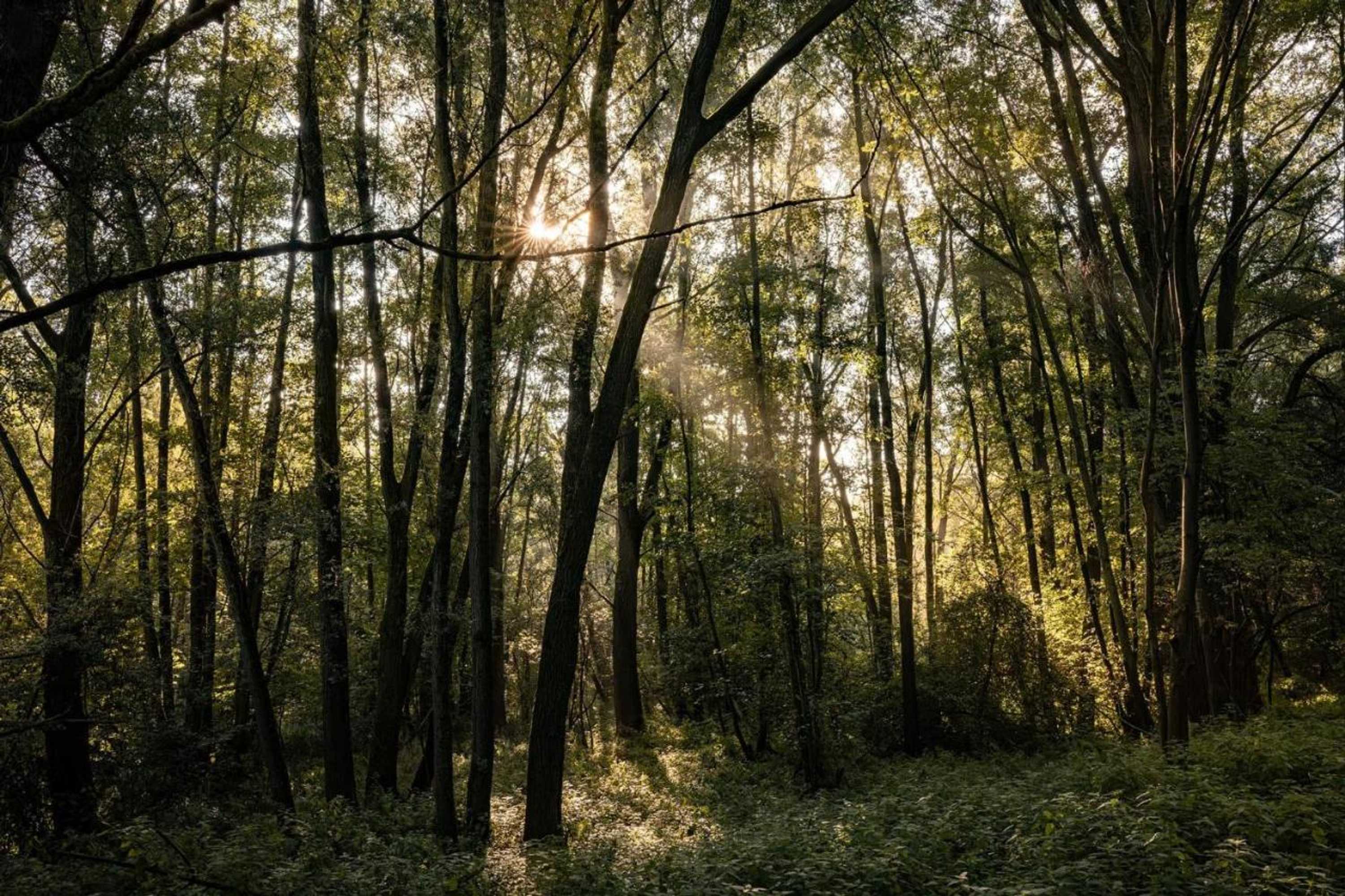 Gift card for Chalet Reewold