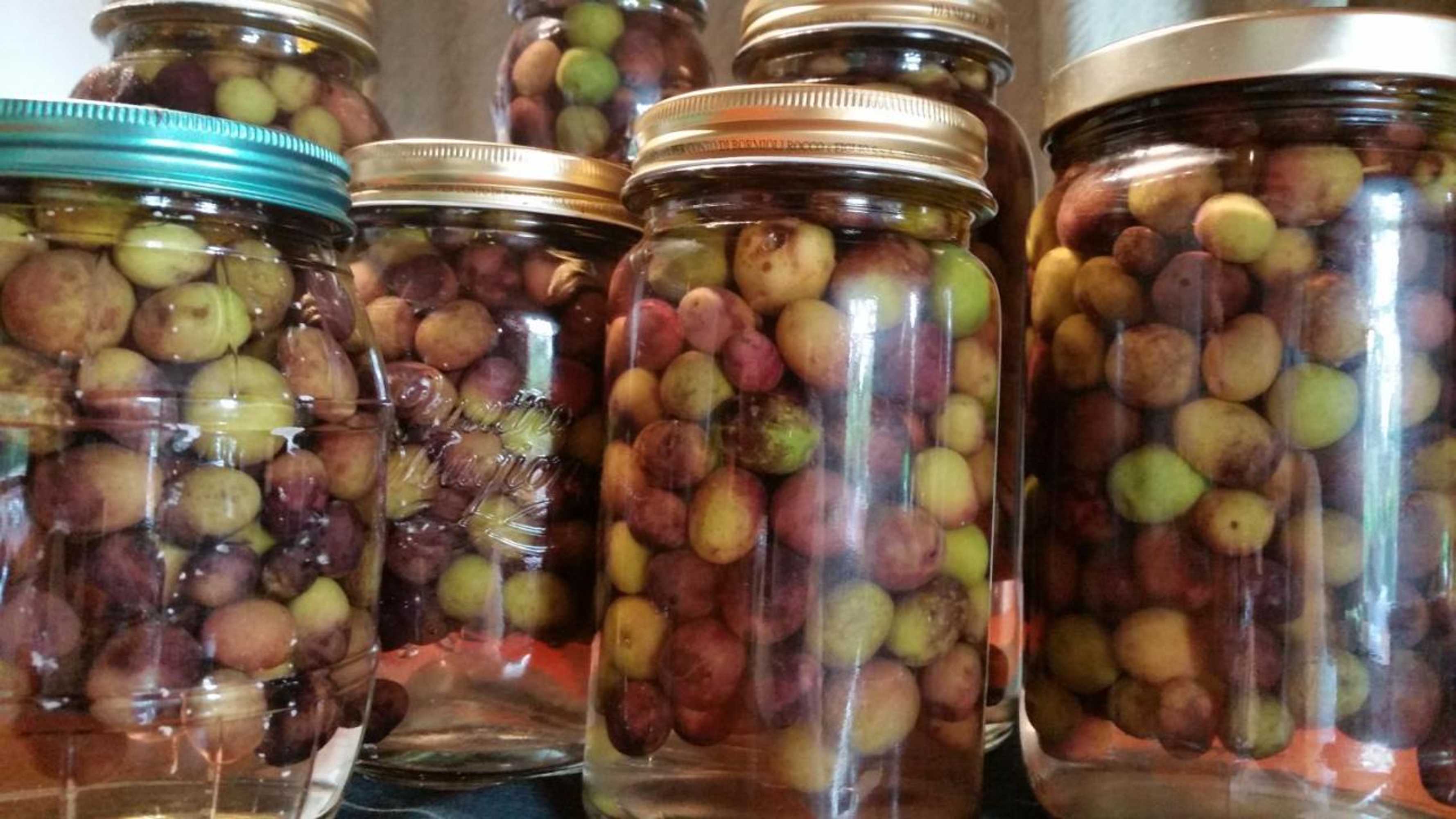 Gift card for Riverside Homestead Waitangi