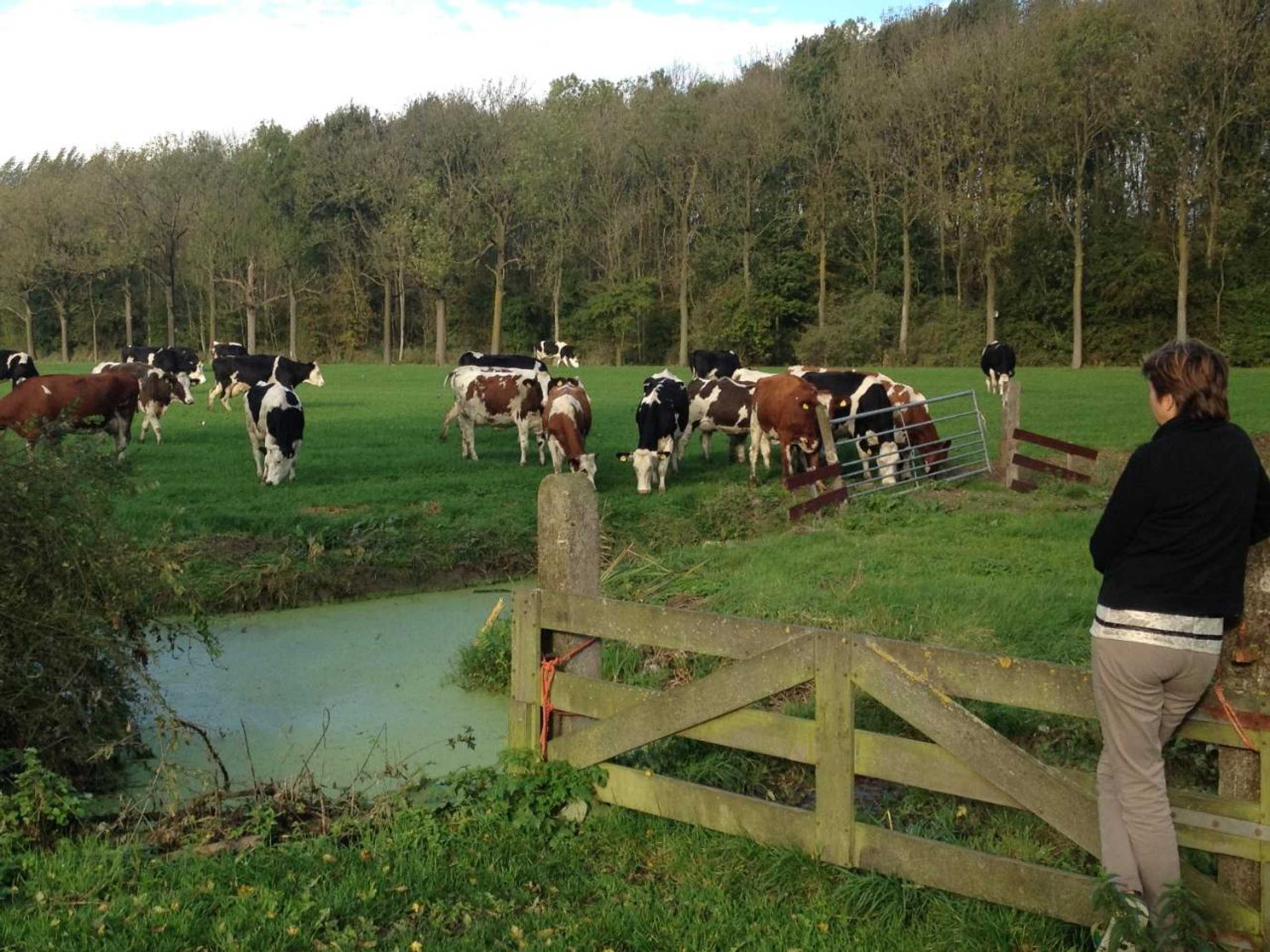 Gift card for B&b Louisehoeve