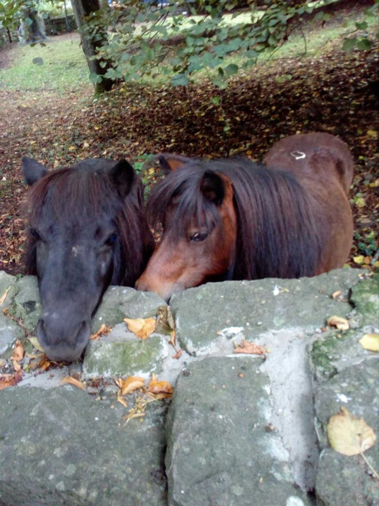 Gift card for Villa Berk en Heide