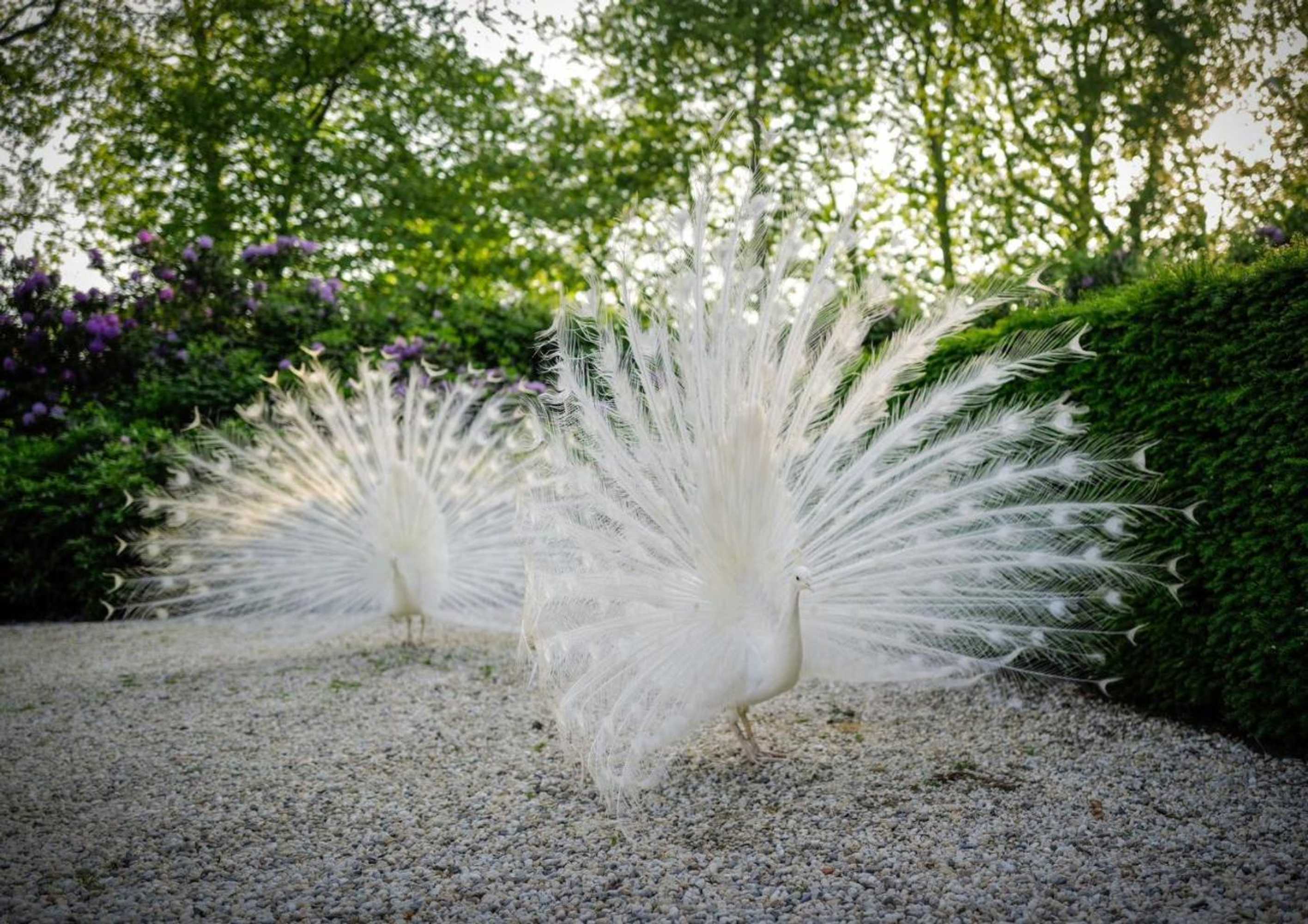 Gift card for Kasteeltje Hattem