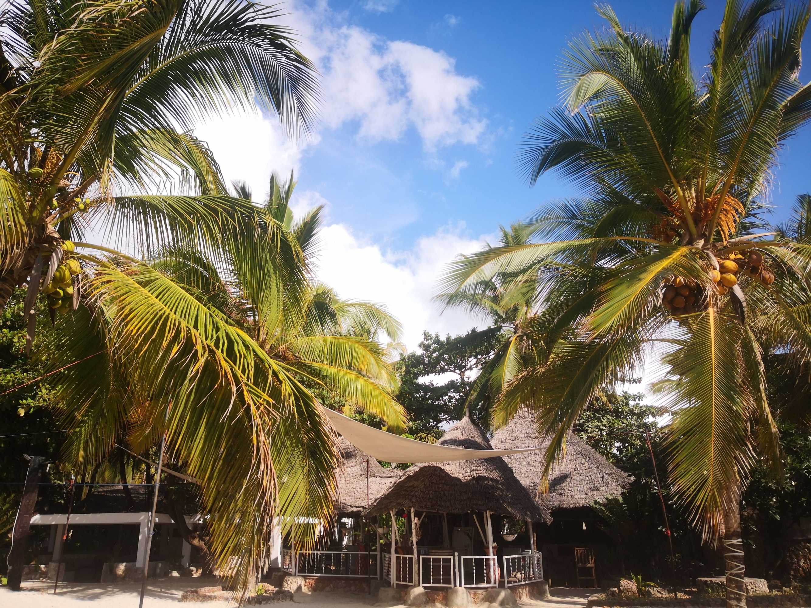 Gift card for Mambo Ocean Resort Gift card for Mambo Ocean Resort