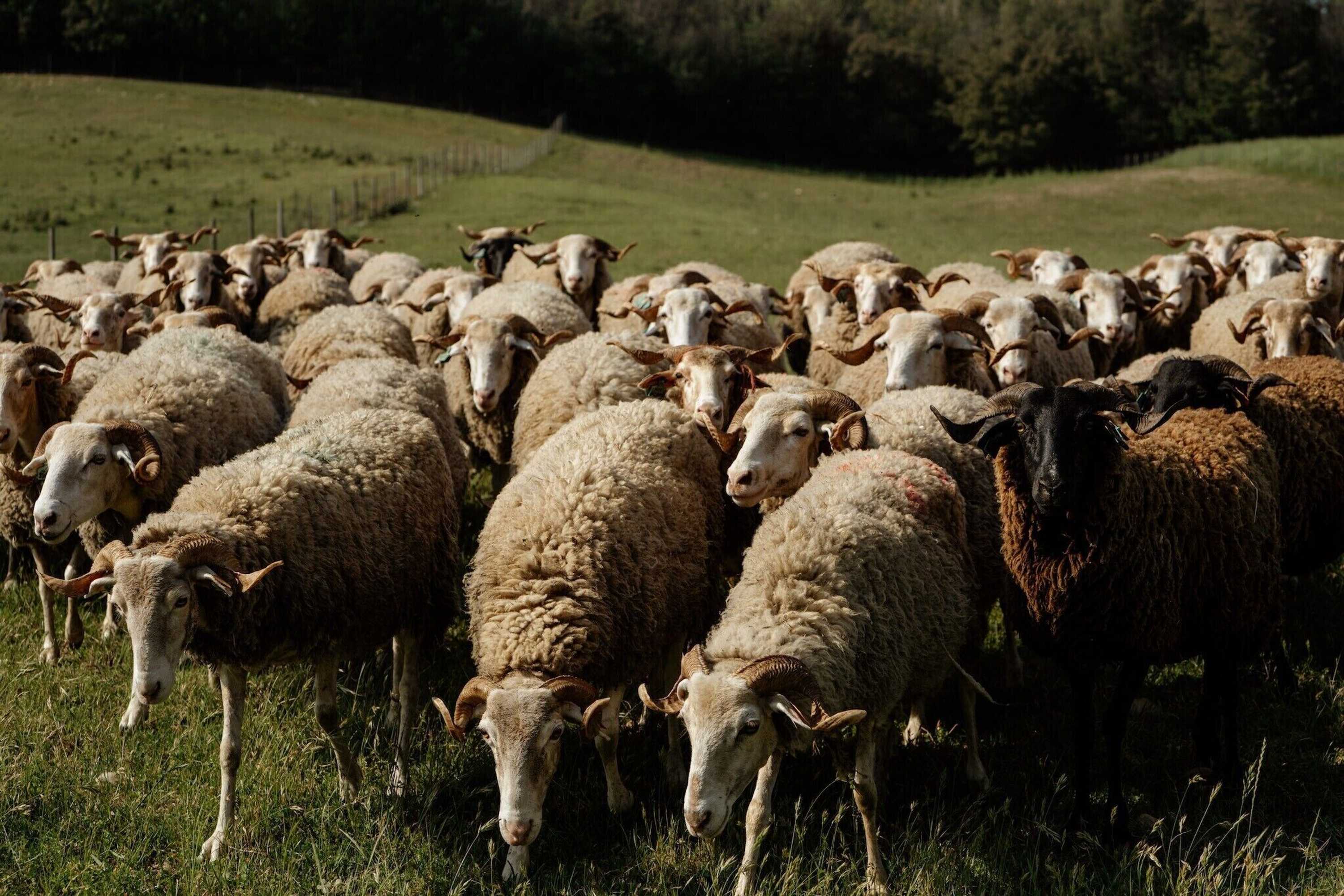 Gift card for Vumba - House of The Lizard