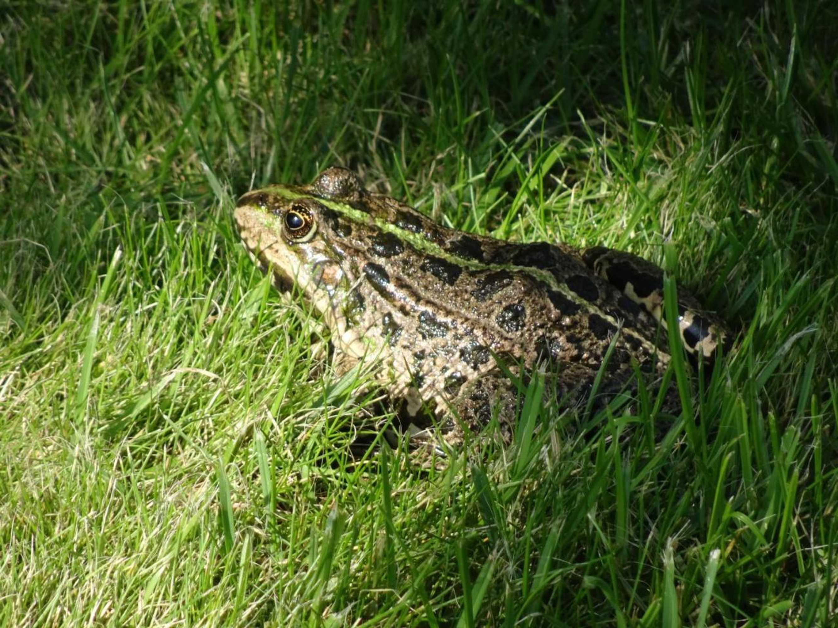 Gift card for De Kopstoof