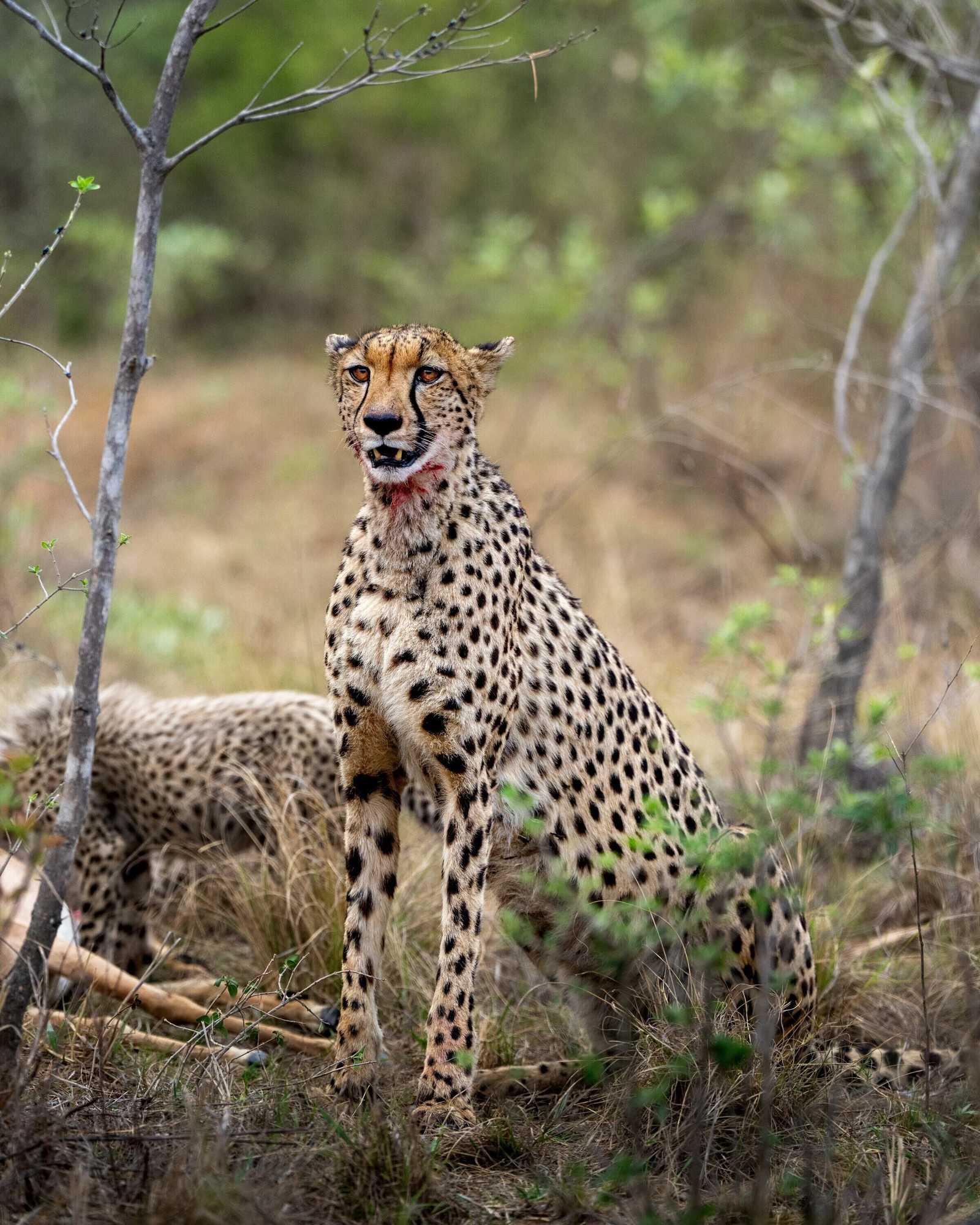 Gift card for Sediba Luxury Safari Lodge Gift card for Sediba Luxury Safari Lodge