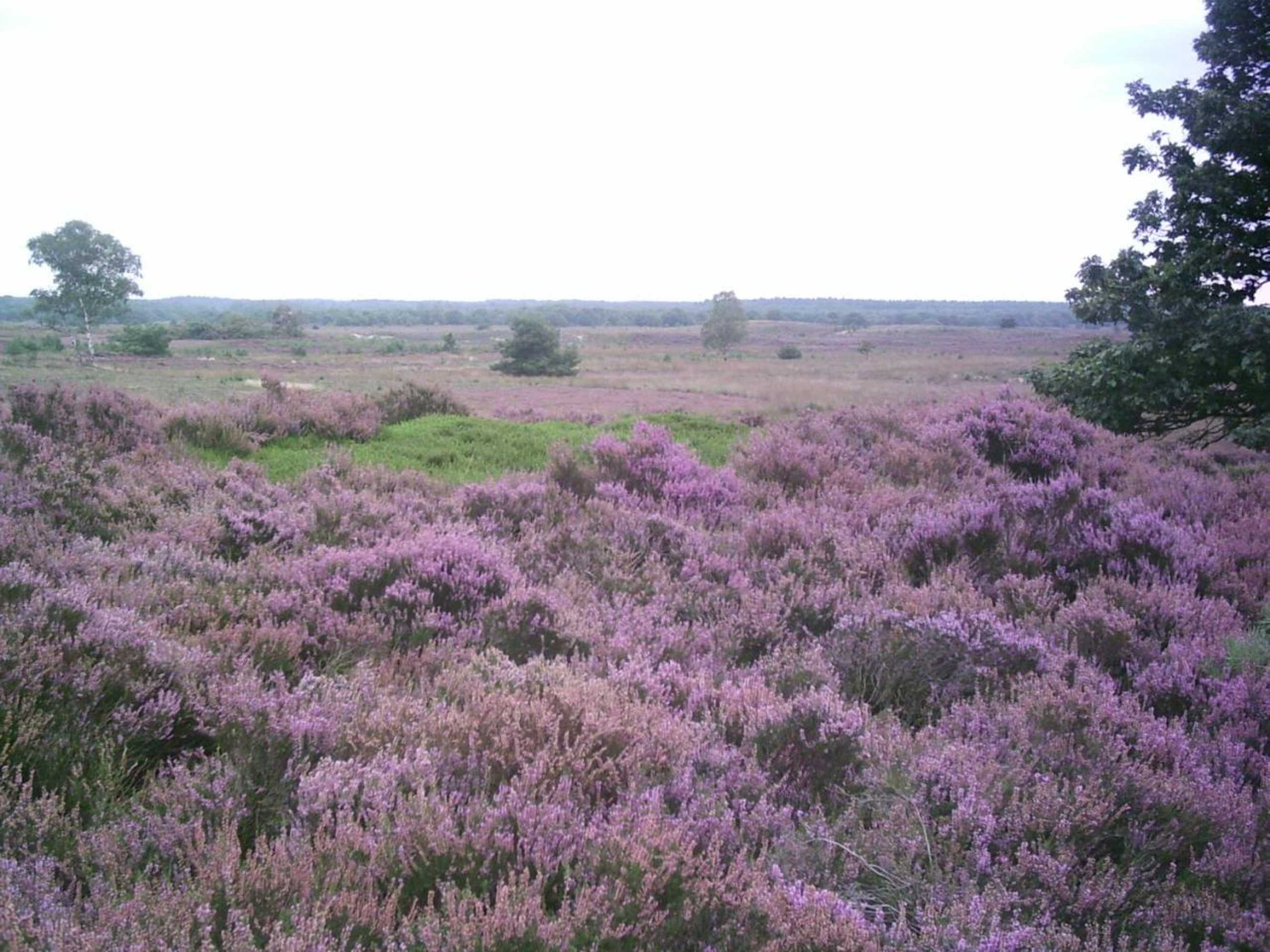 Gift card for Apartments Bommels