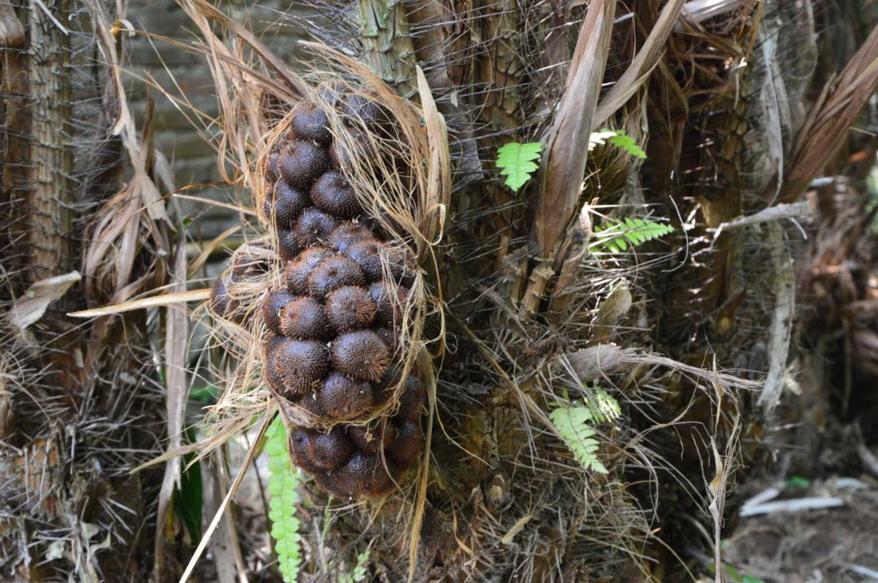 Gift card for Jogloplawang Villa&resort