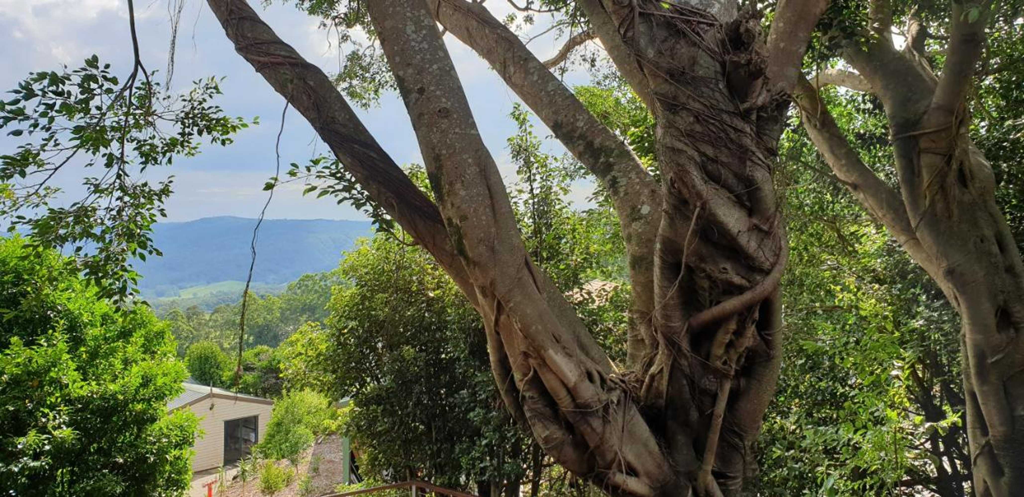 Gift card for Tranquil Park