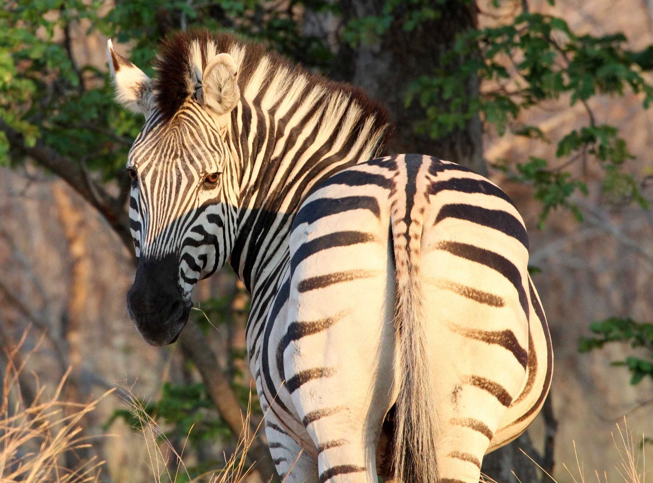 Gift card for Tlou Safari Lodge Gift card for Tlou Safari Lodge