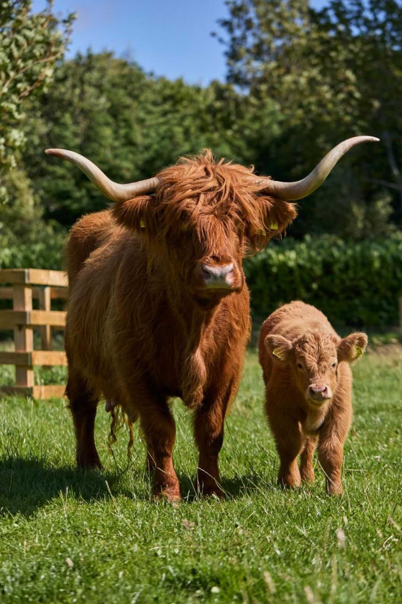 Gift card for Newhall Mains