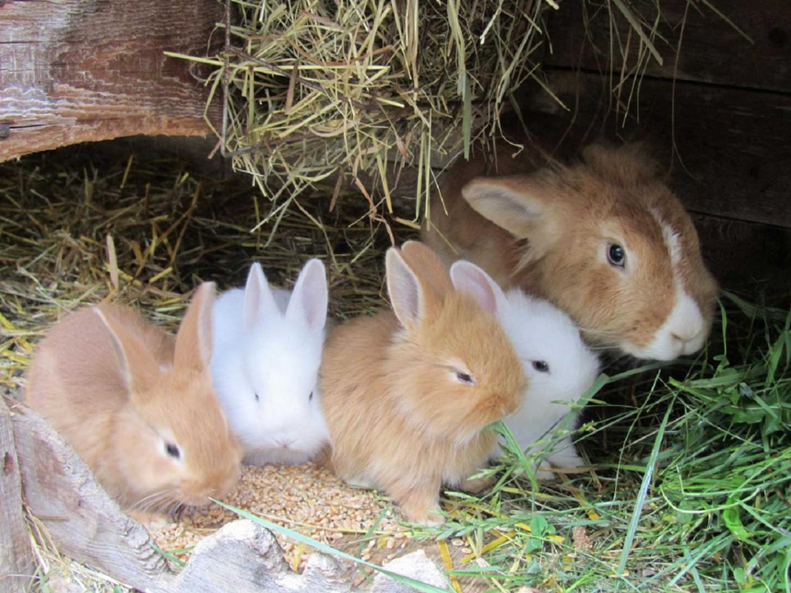 Gift card for Bio Ferienhof Erzengel