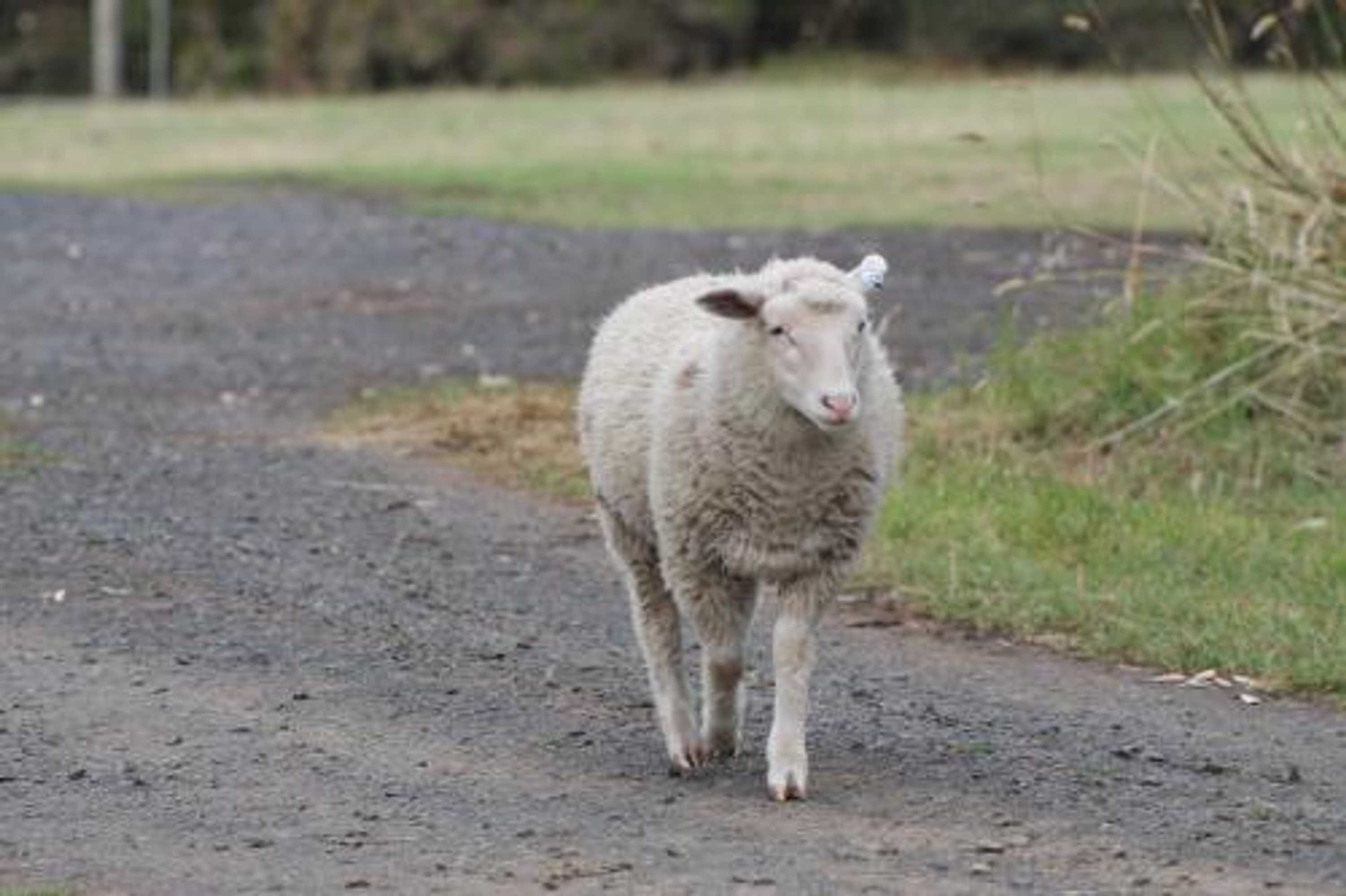 Gift card for Bimbadeen Phillip Island Farm Retreats Gift card for Bimbadeen Phillip Island Farm Retreats