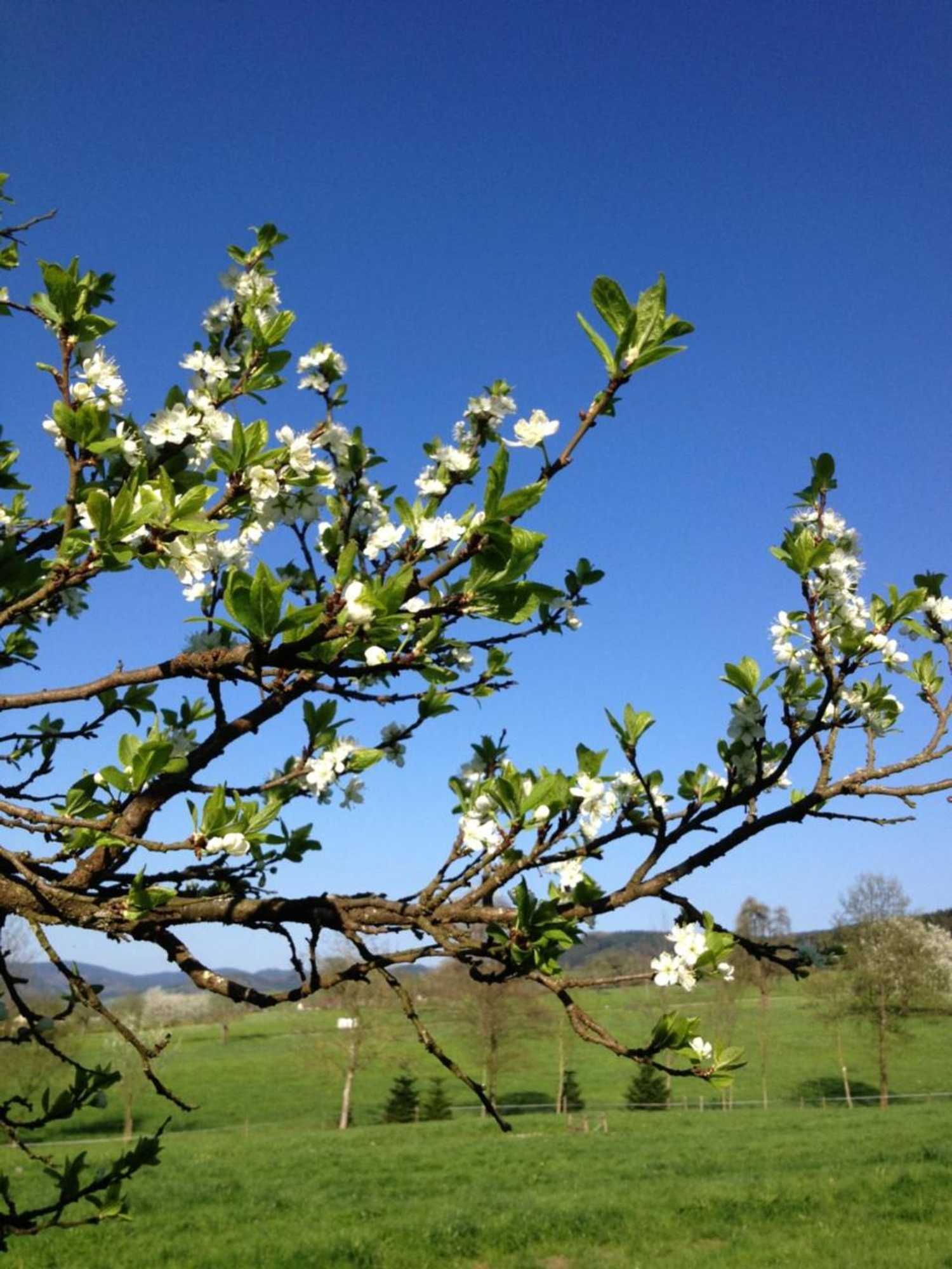 Gift card for Mattenhof