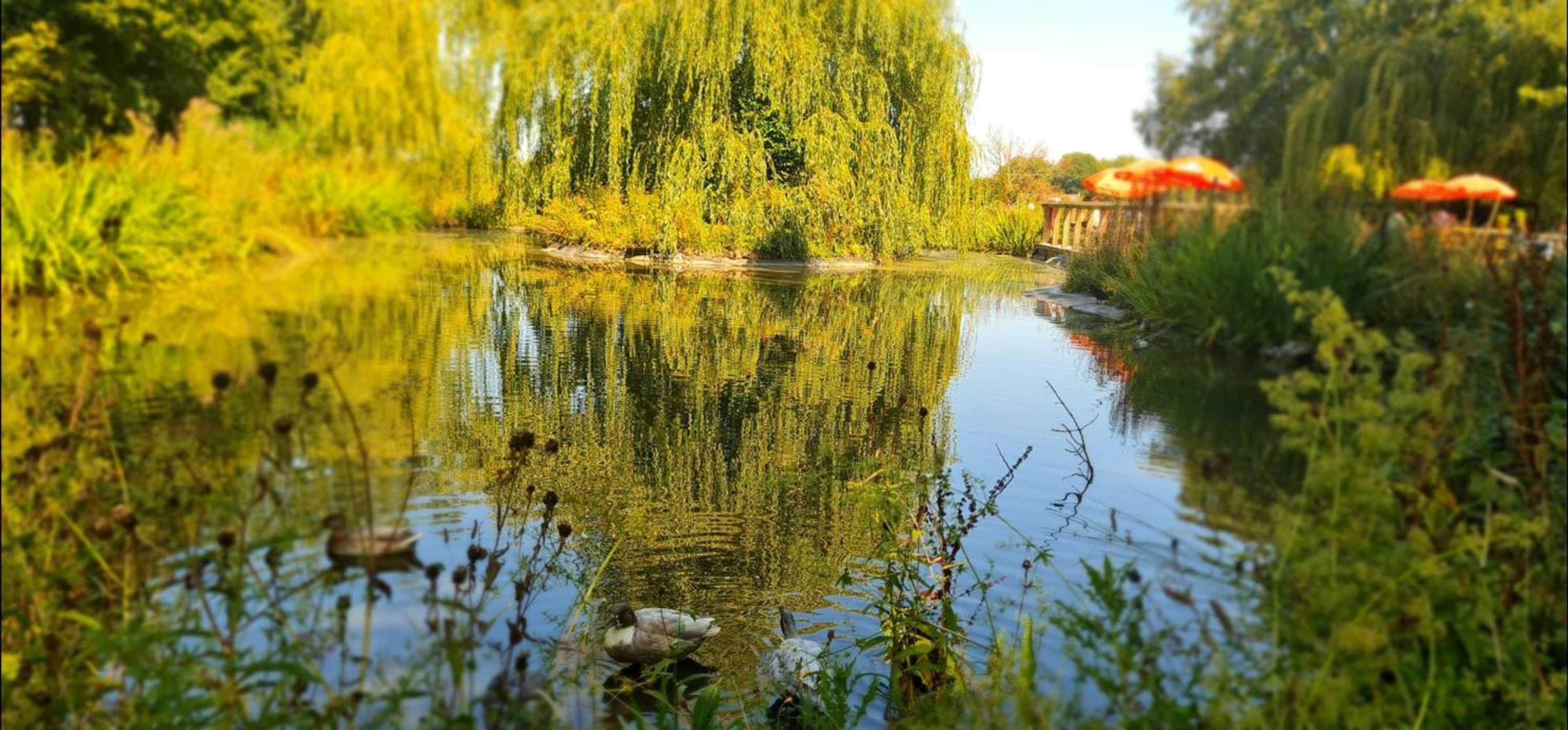 Gift card for The Black Swan