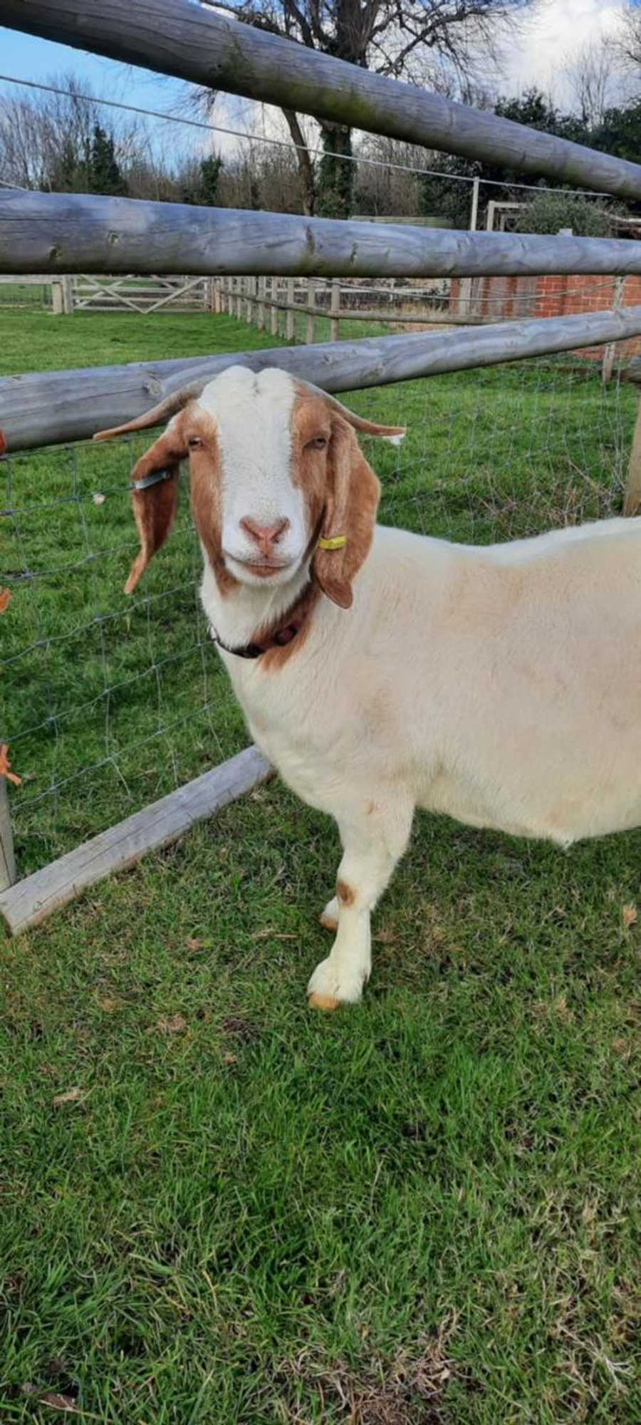 Gift card for Blashford Manor Farmhouse - New Forest Cottage Gift card for Blashford Manor Farmhouse - New Forest Cottage