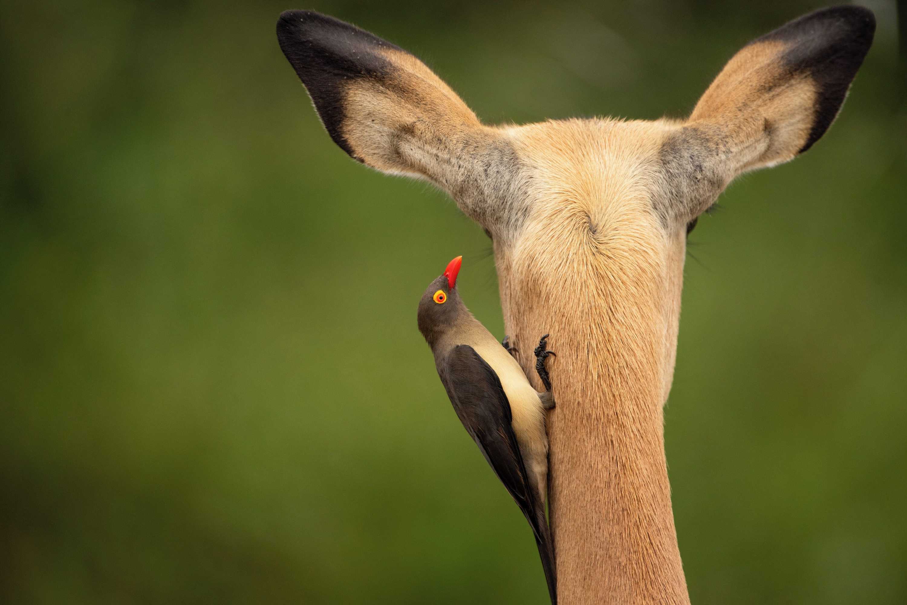 Gift card for Aha Skukuza Safari Lodge