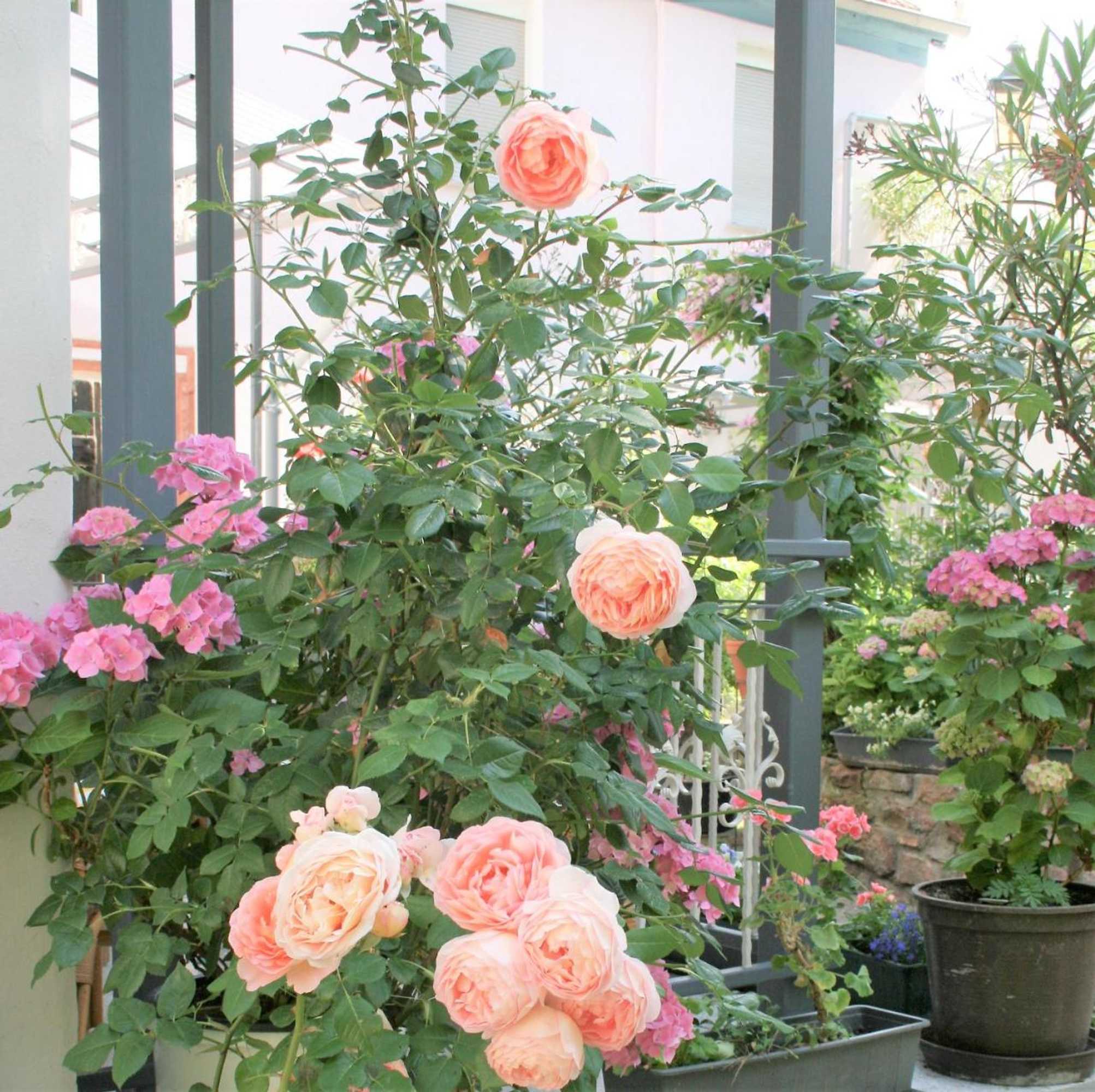 Gift card for Herrenhof