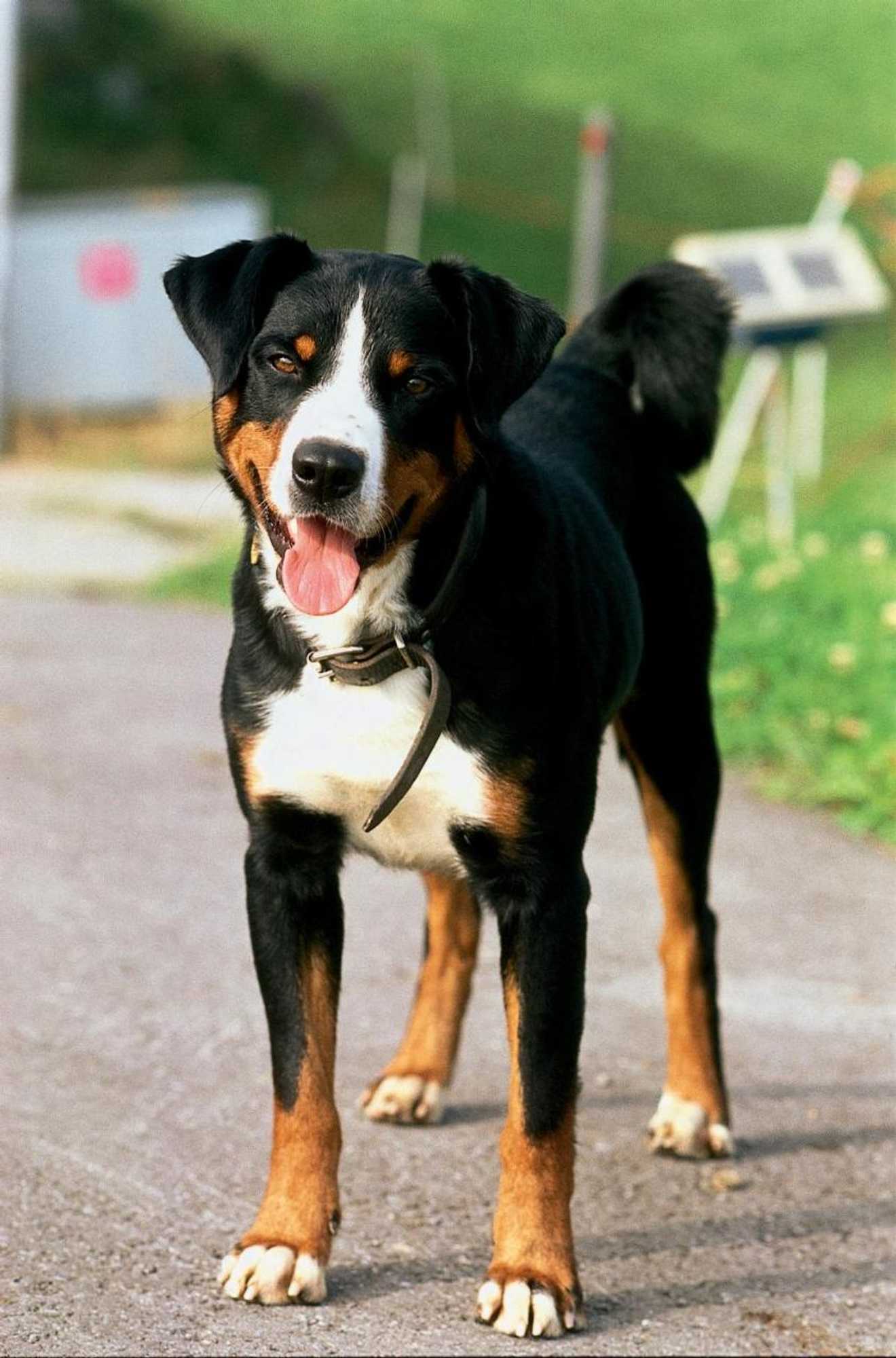 Gift card for Hotel Landhaus Säntis Herisau