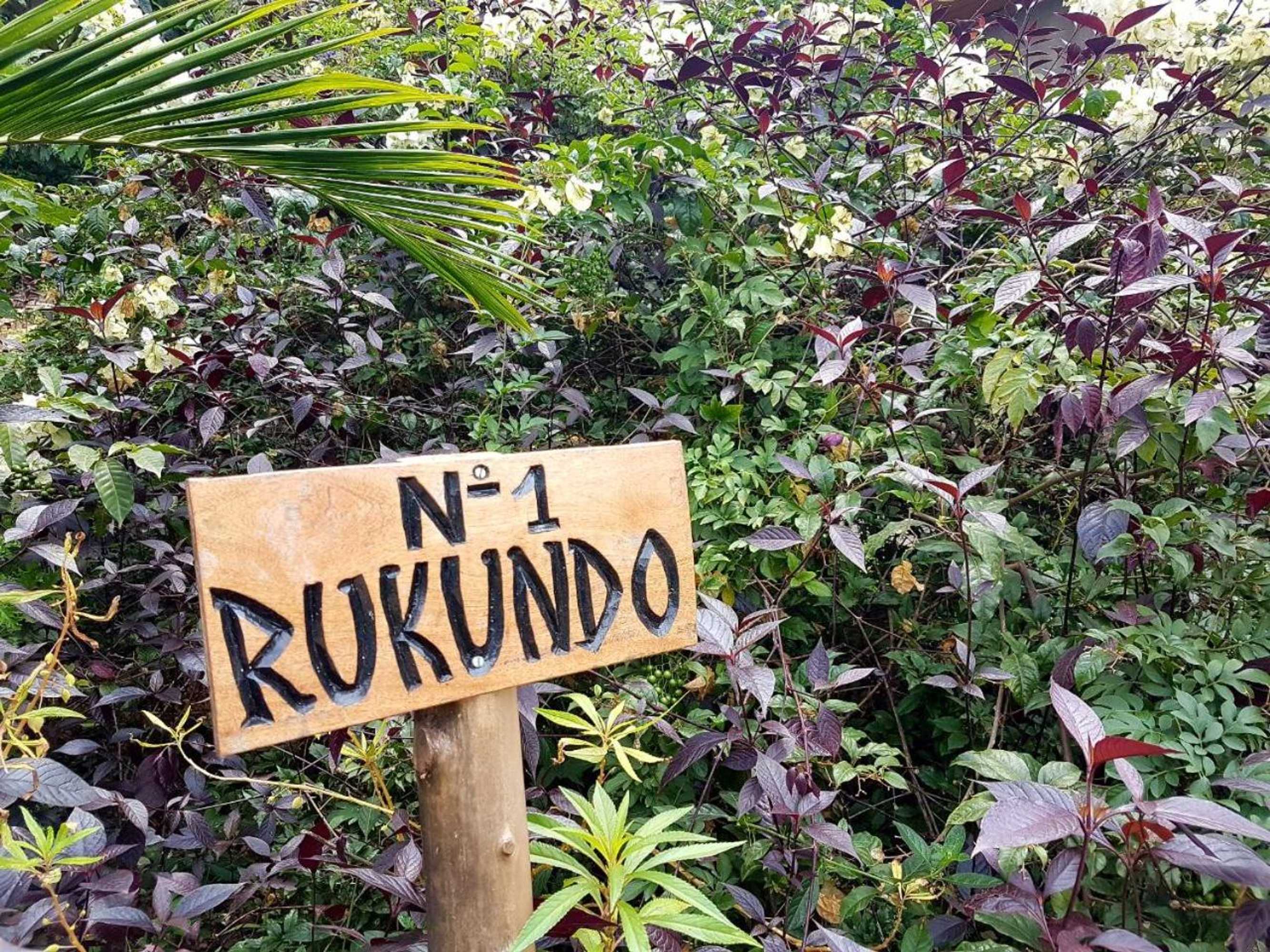 Gift card for Paradise Kivu Gift card for Paradise Kivu