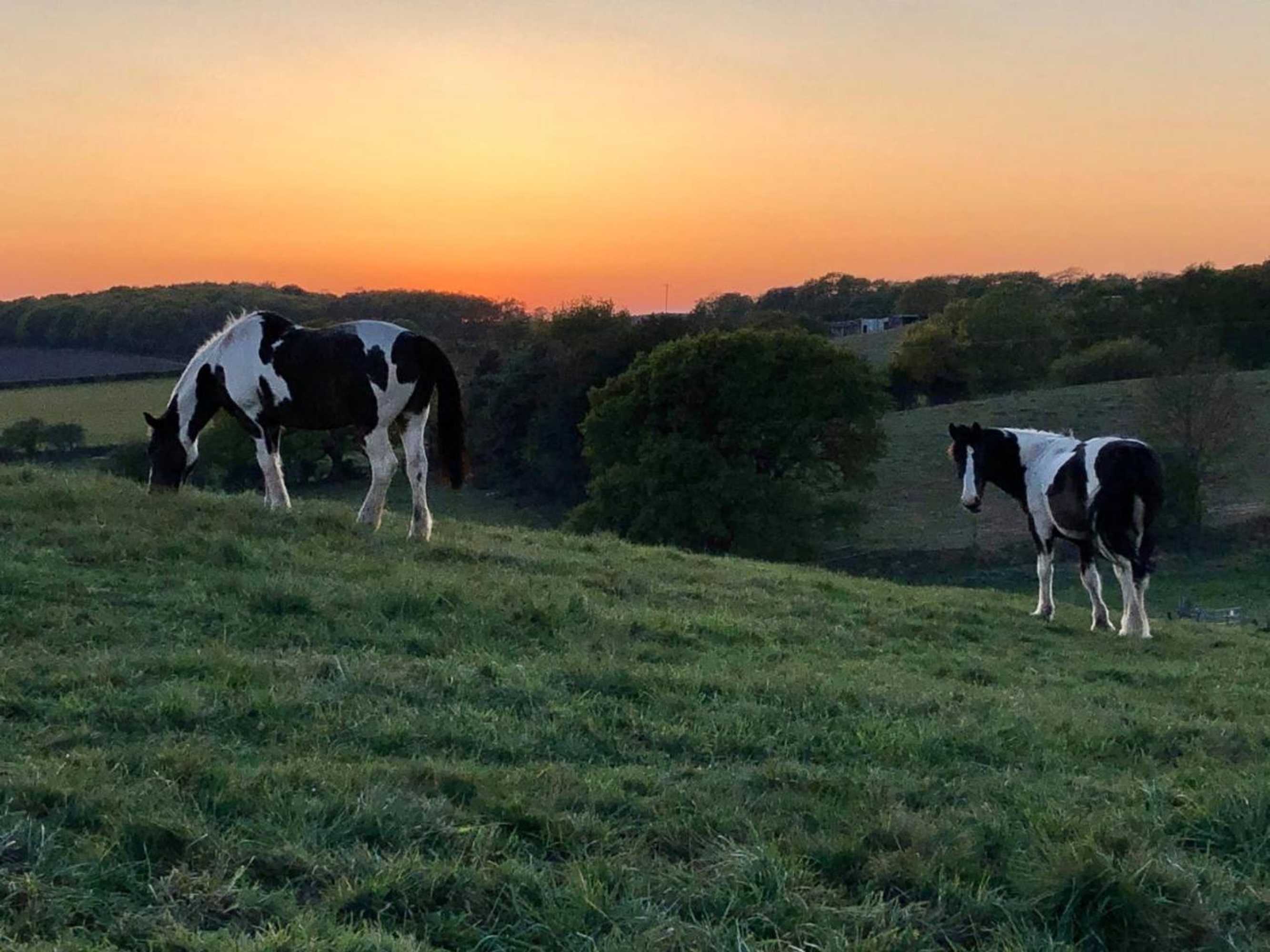 Gift card for Fairview Farm Holiday Accommodation 14 Luxury Lodges,cabins Suitable For Couples ,families And Groups,wedding Guests - Sleeps 2-65 Guests in Ravenshead, Nottingham Near Sherwood Forest Set in 88 Acres