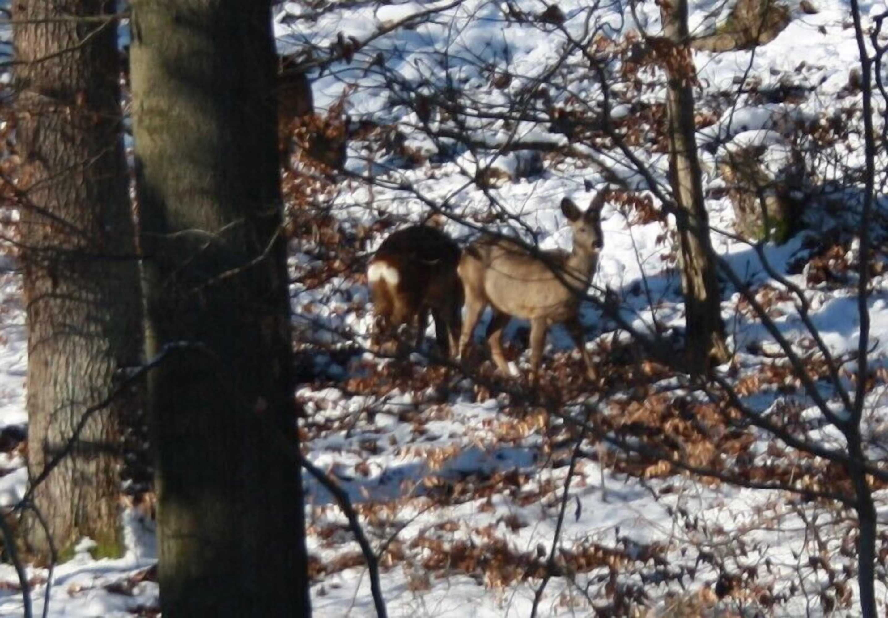 Gift card for Ferienwohnungen Oberharzblick
