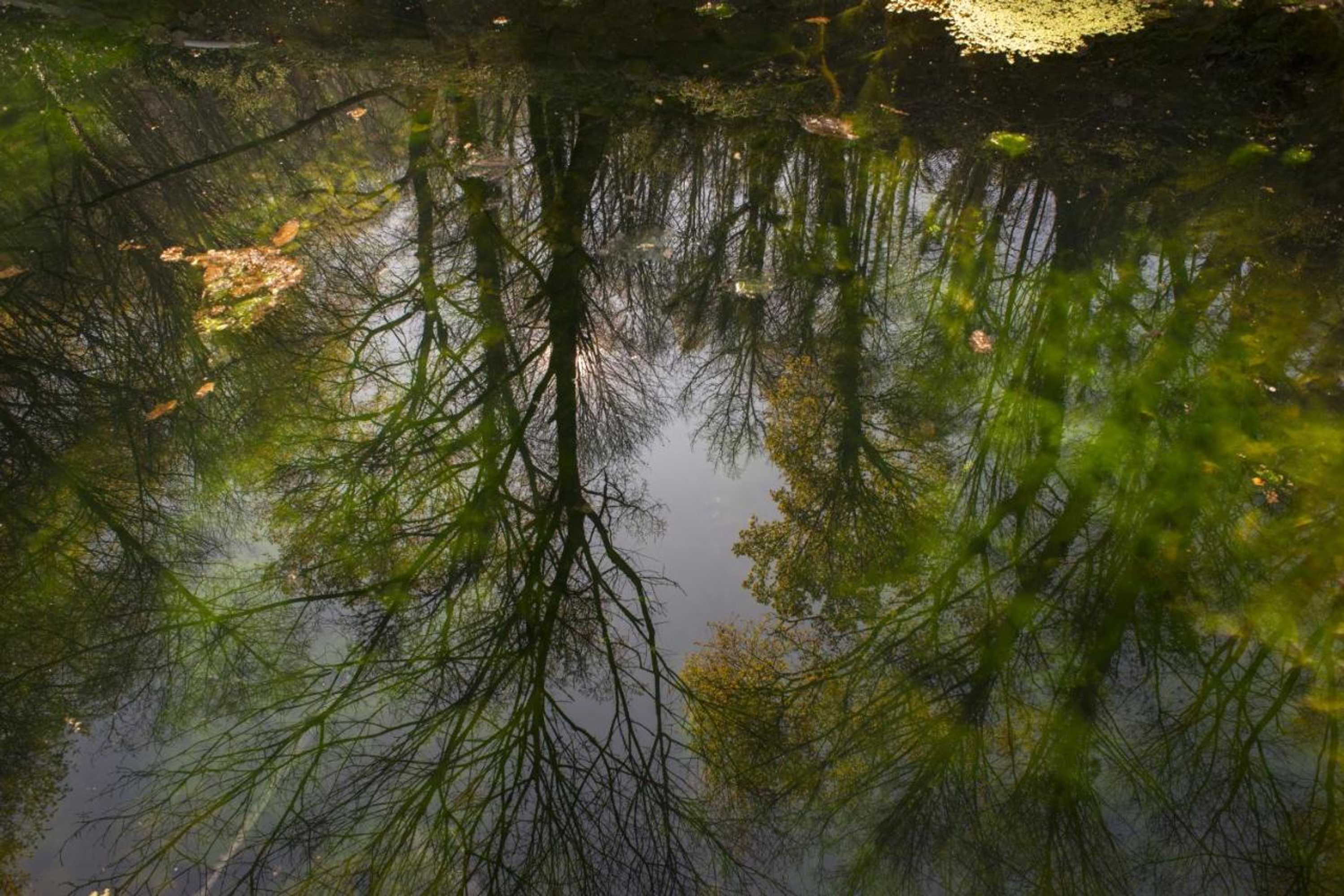 Gift card for Quinta do Fontelo