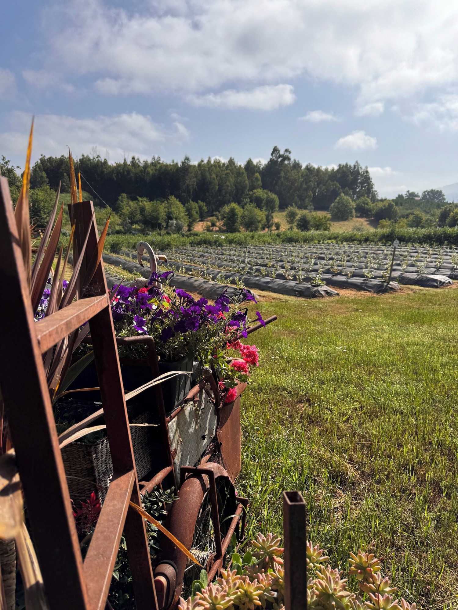 Gift card for Quinta Vale Salgueiro