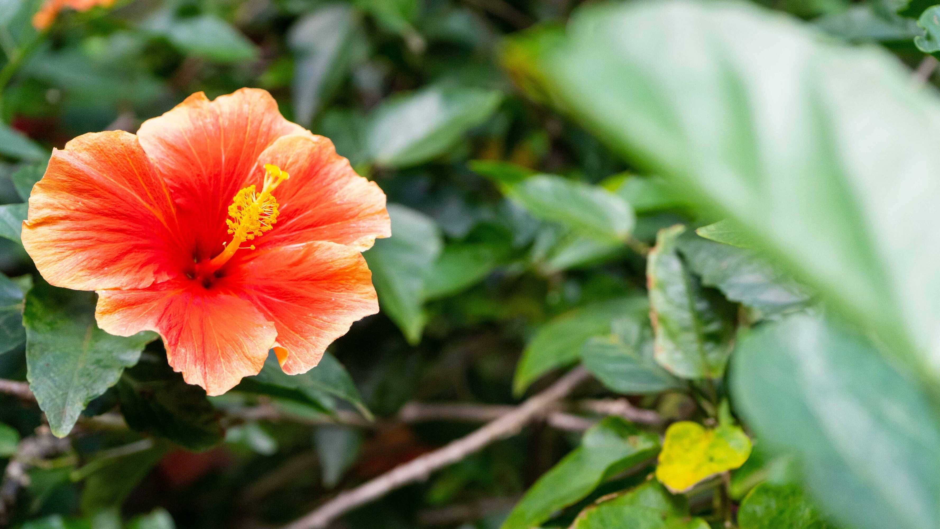 Gift card for Kaimana Inn Hotel Restaurant