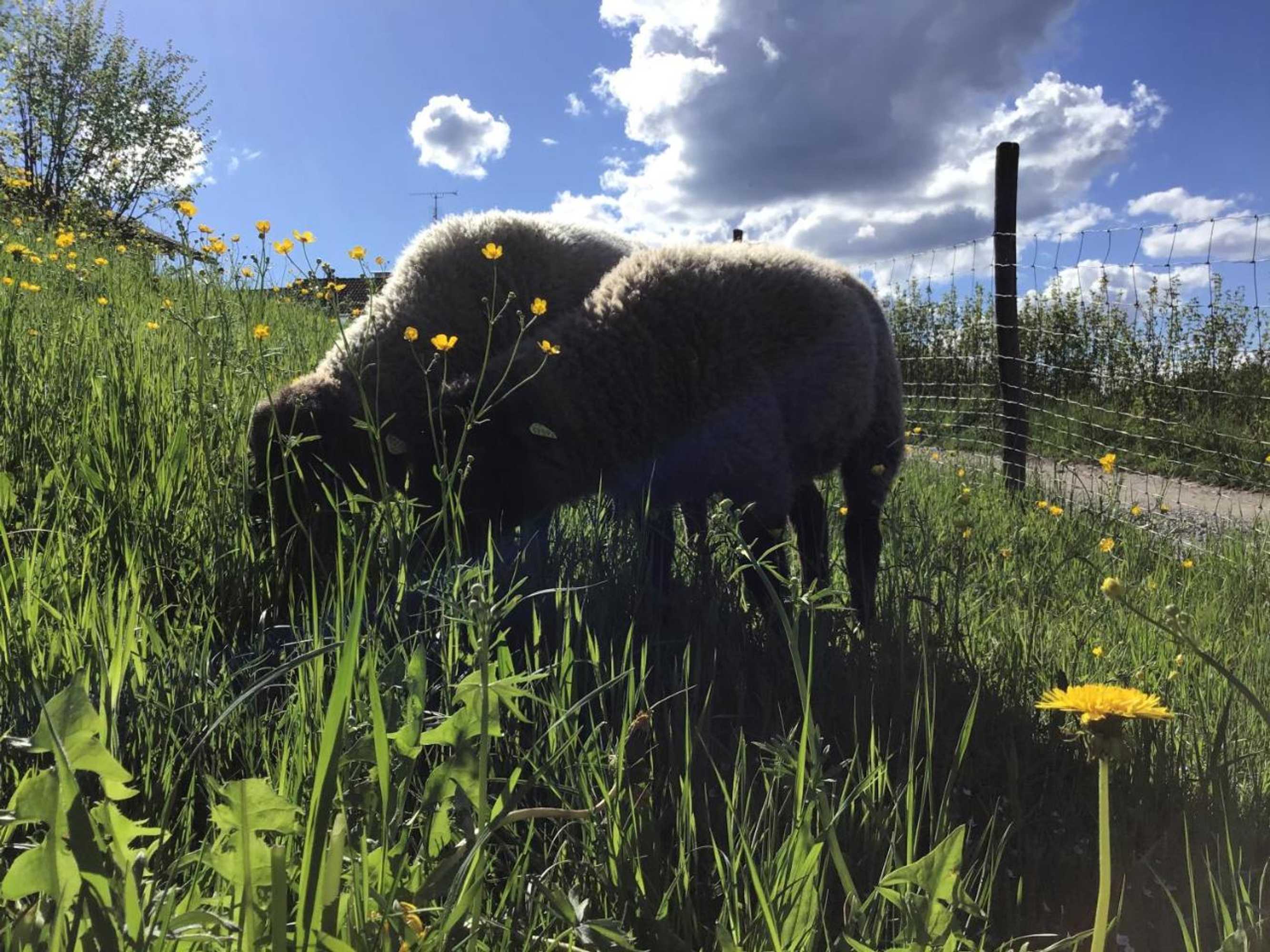 Gift card for Moarhof Holzhausen