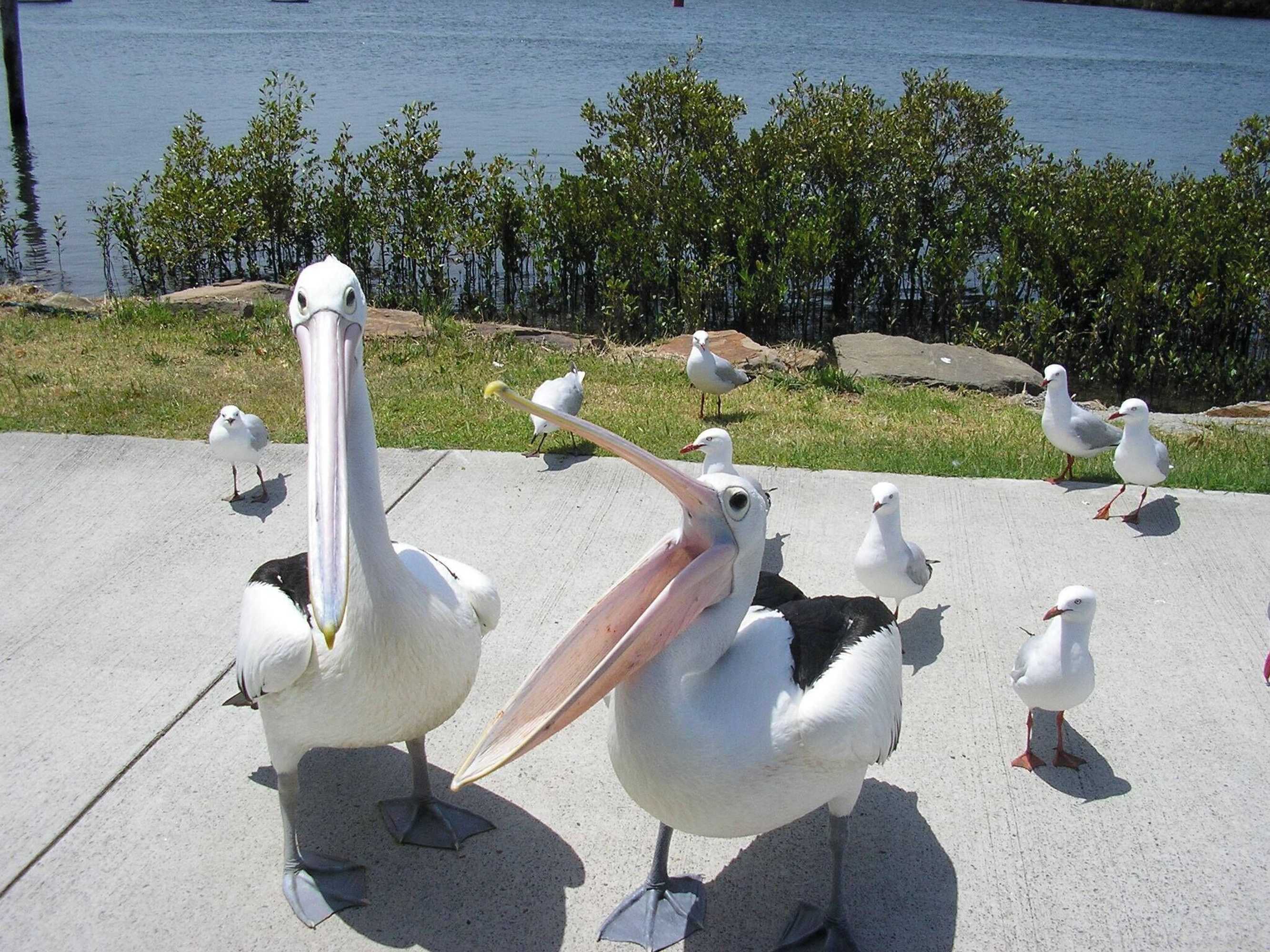 Gift card for Boathouse Resort Tea Gardens