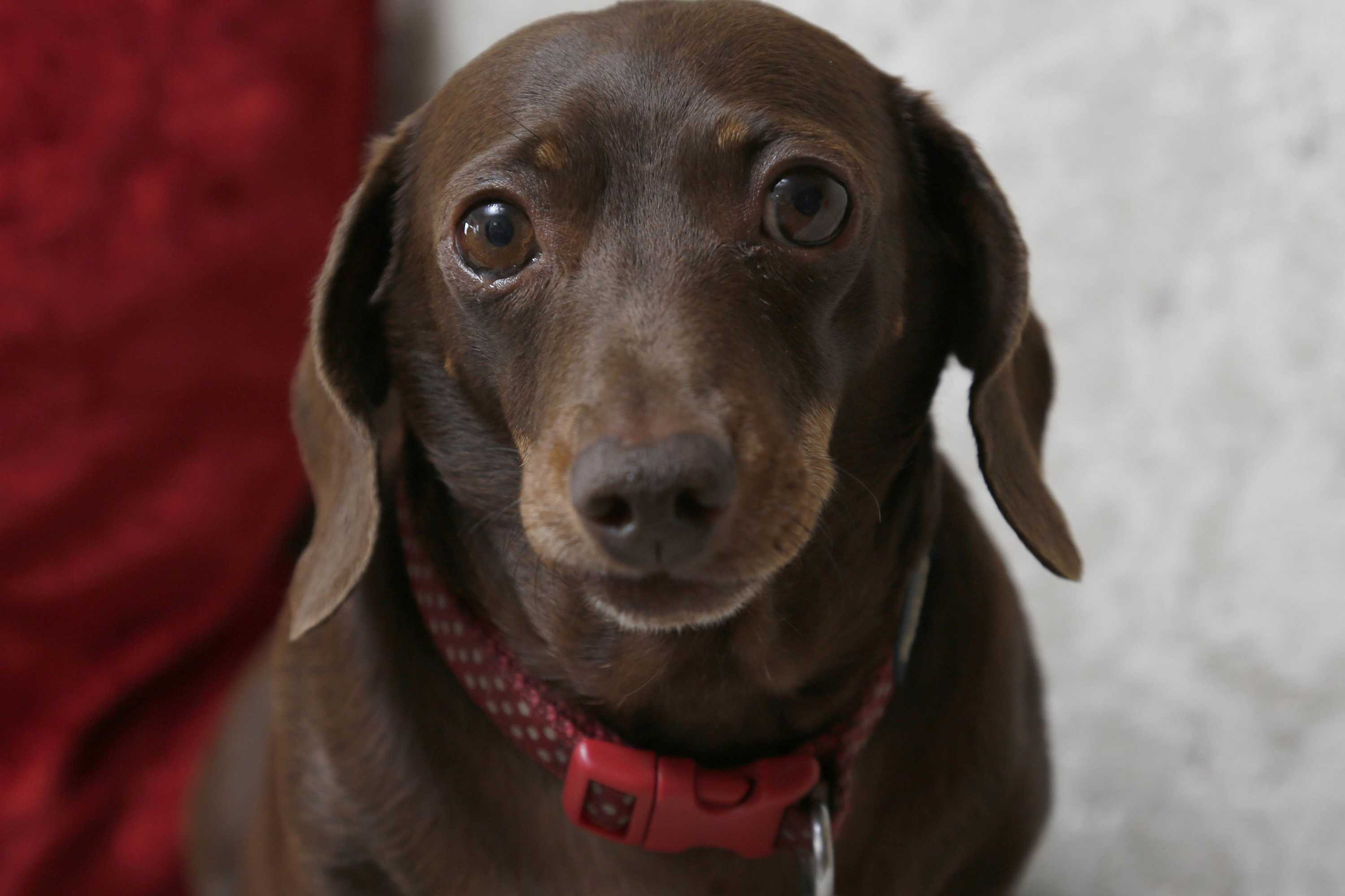 Gift card for Best Western Sysonby Knoll Hotel