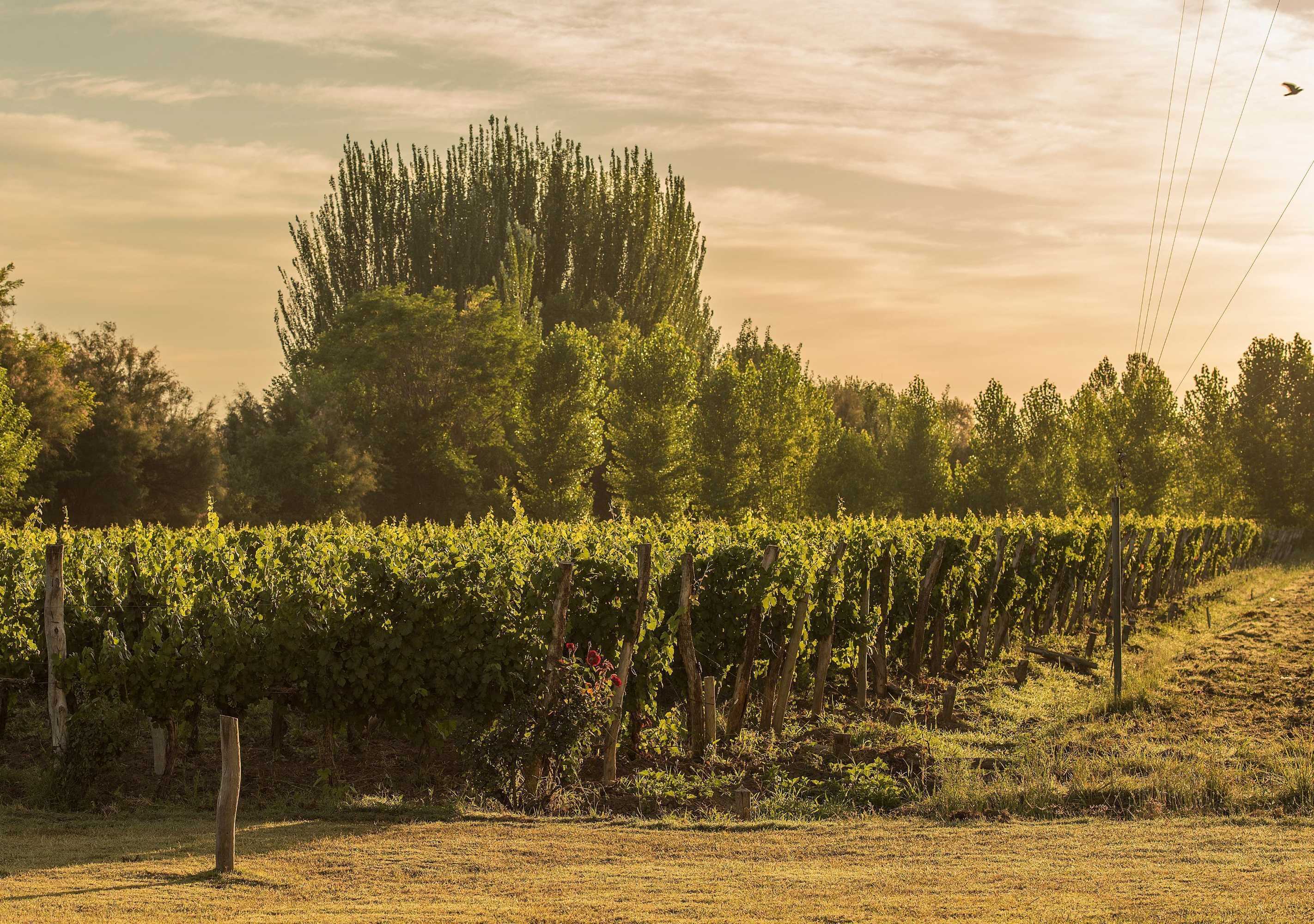 Gift card for Postales by Dot Boutique