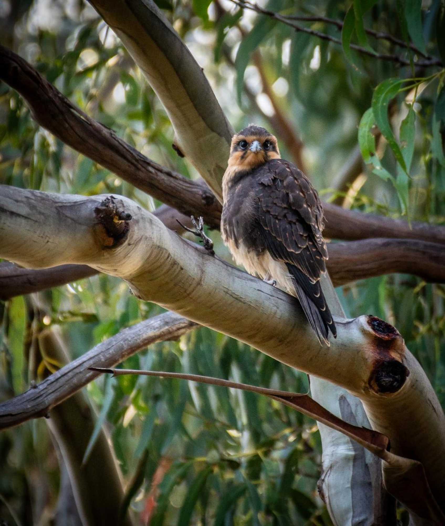 Gift card for Parnella Kettering